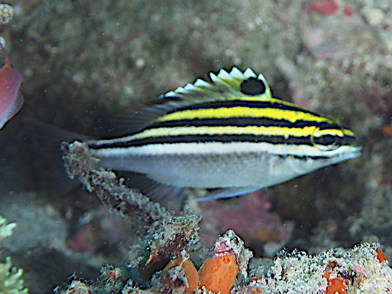Bridled Monocle Bream - Scolopsis bilineata