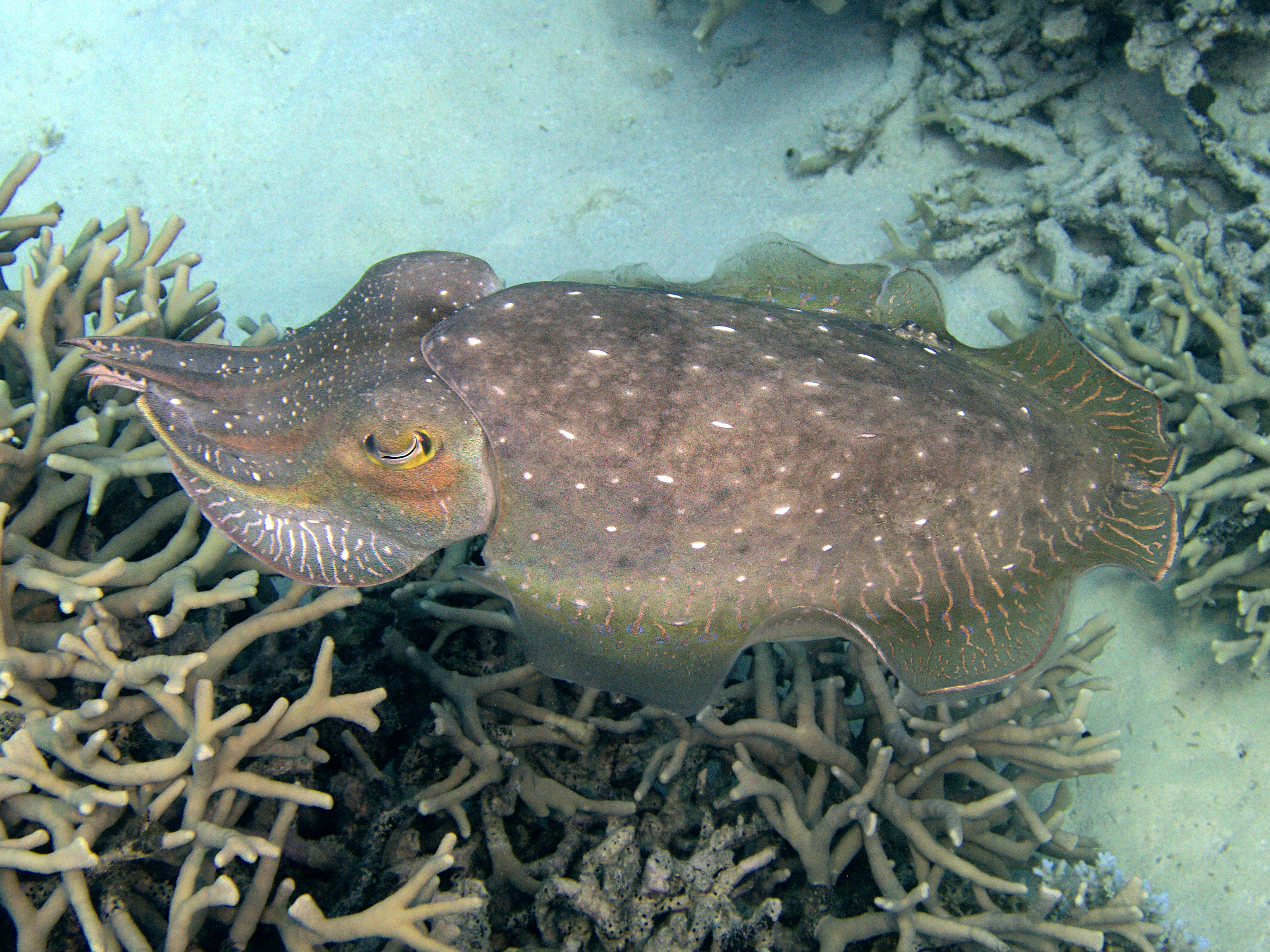 Broadclub Cuttlefish - Sepia latimanus