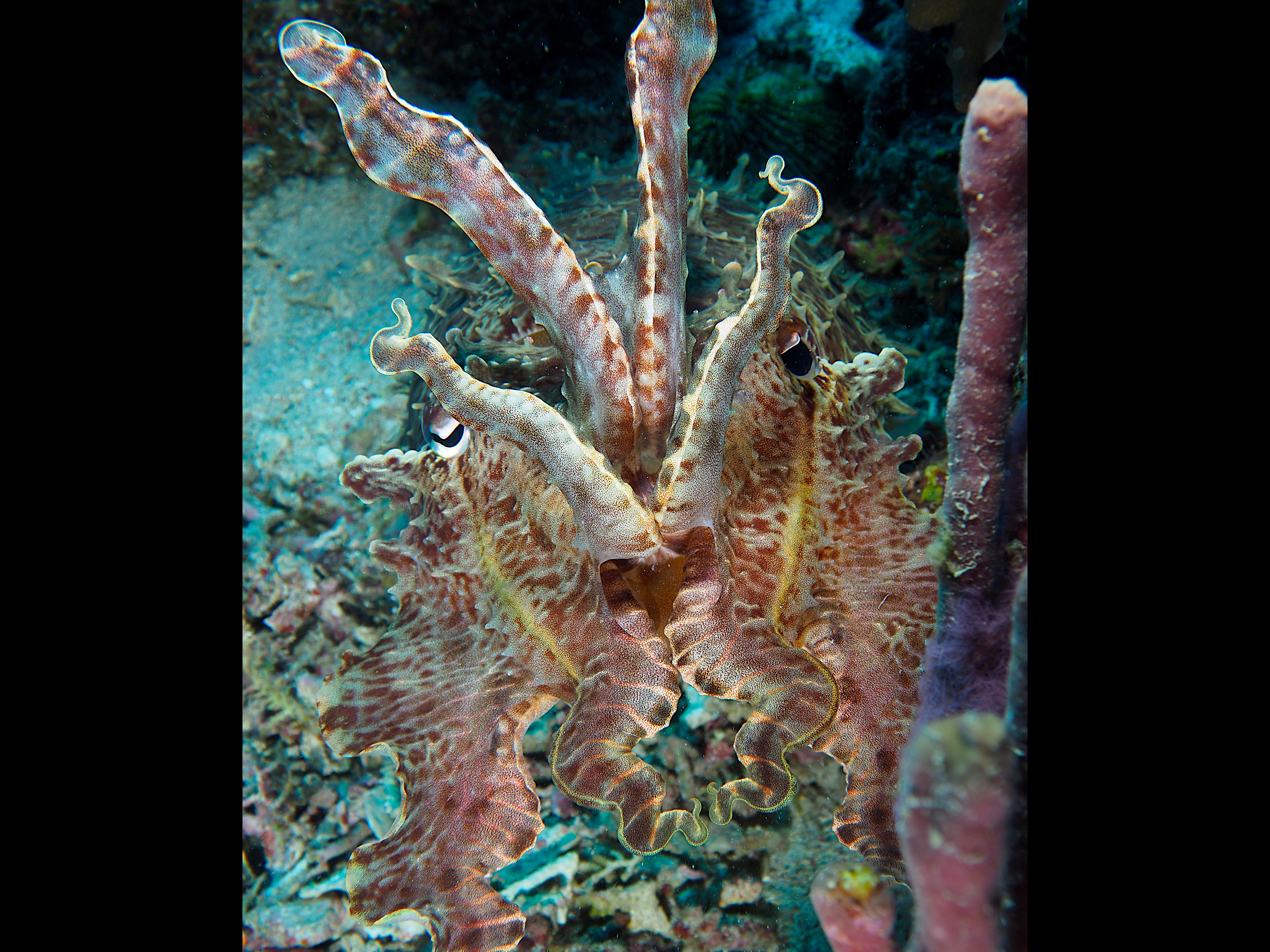 Broadclub Cuttlefish - Ascarosepion latimanus