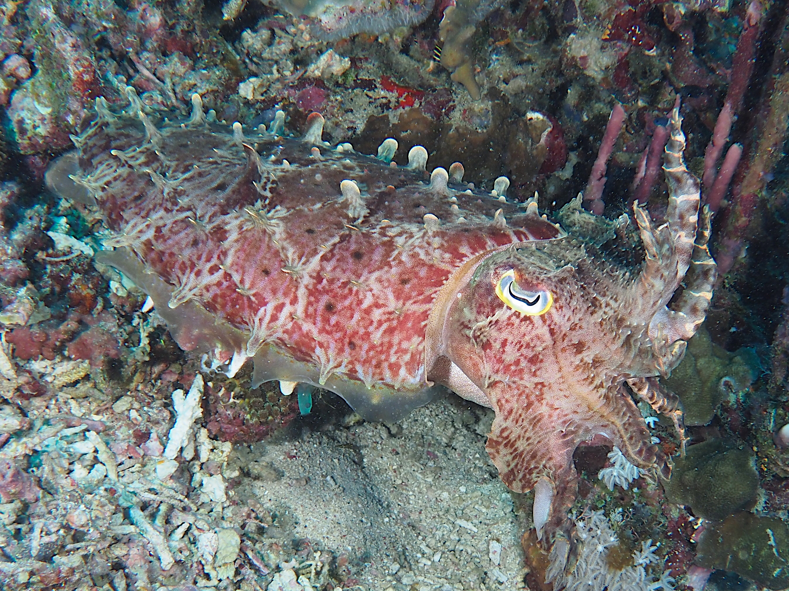 Broadclub Cuttlefish - Ascarosepion latimanus