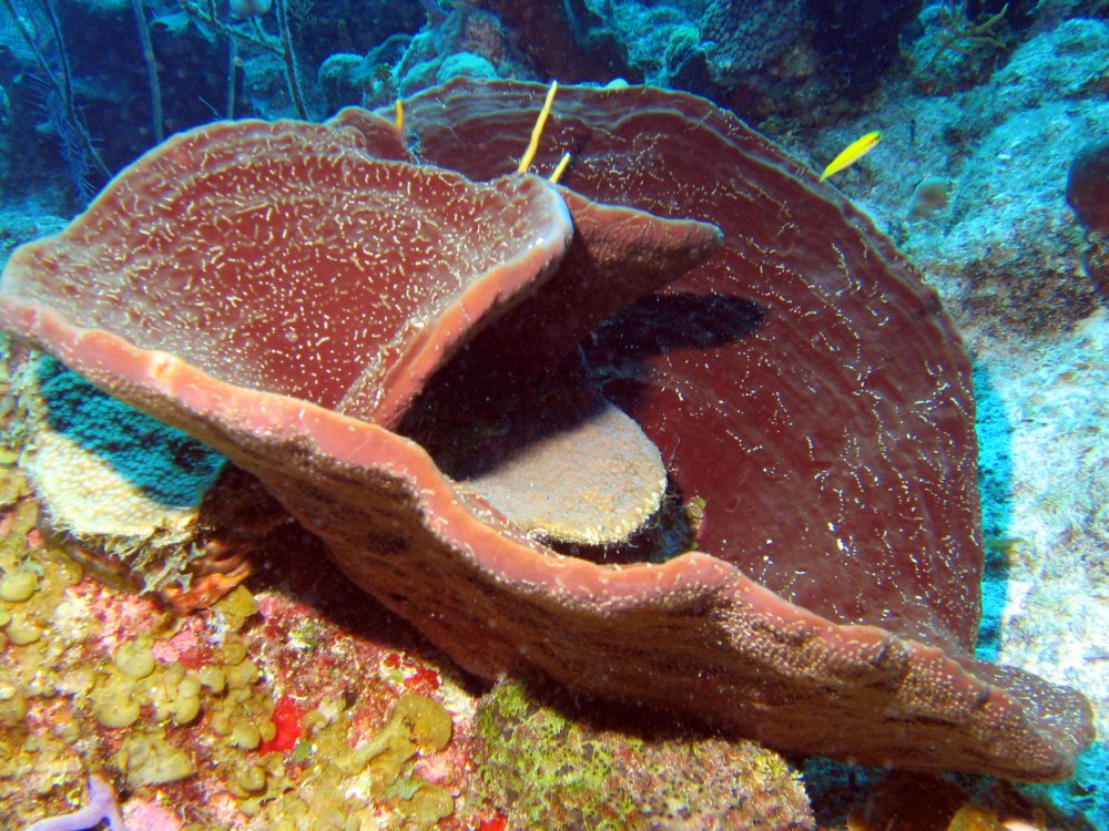 Brown Bowl Sponge - Cribrochalina vasculum