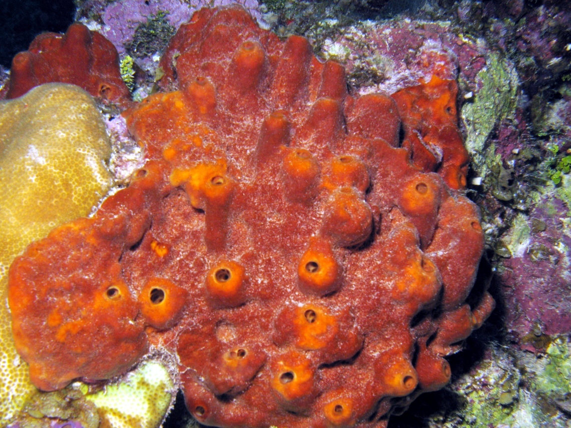Brown Encrusting Octopus Sponge - Ectyoplasia ferox