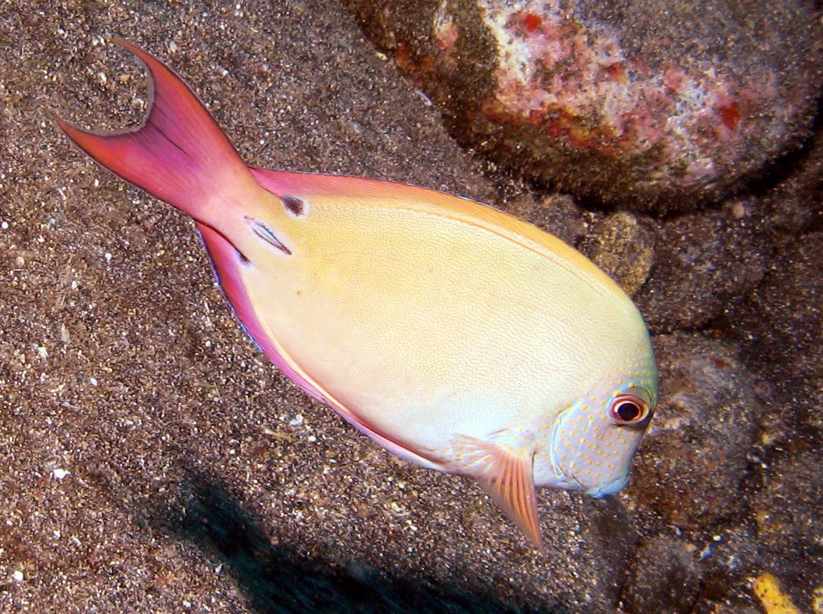 Brown Surgeonfish - Acanthurus nigrofuscus