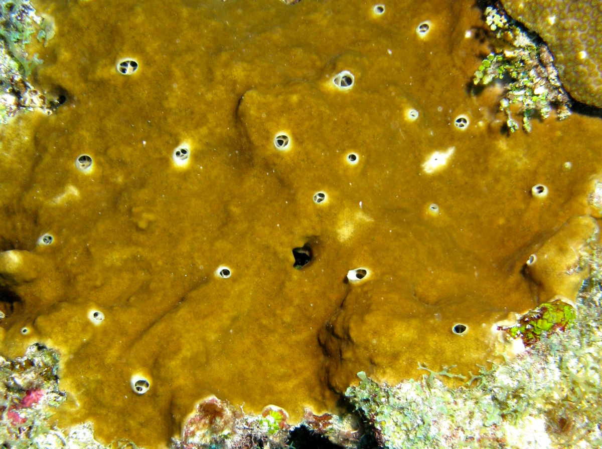 Brown Variable Sponge - Cliona varians