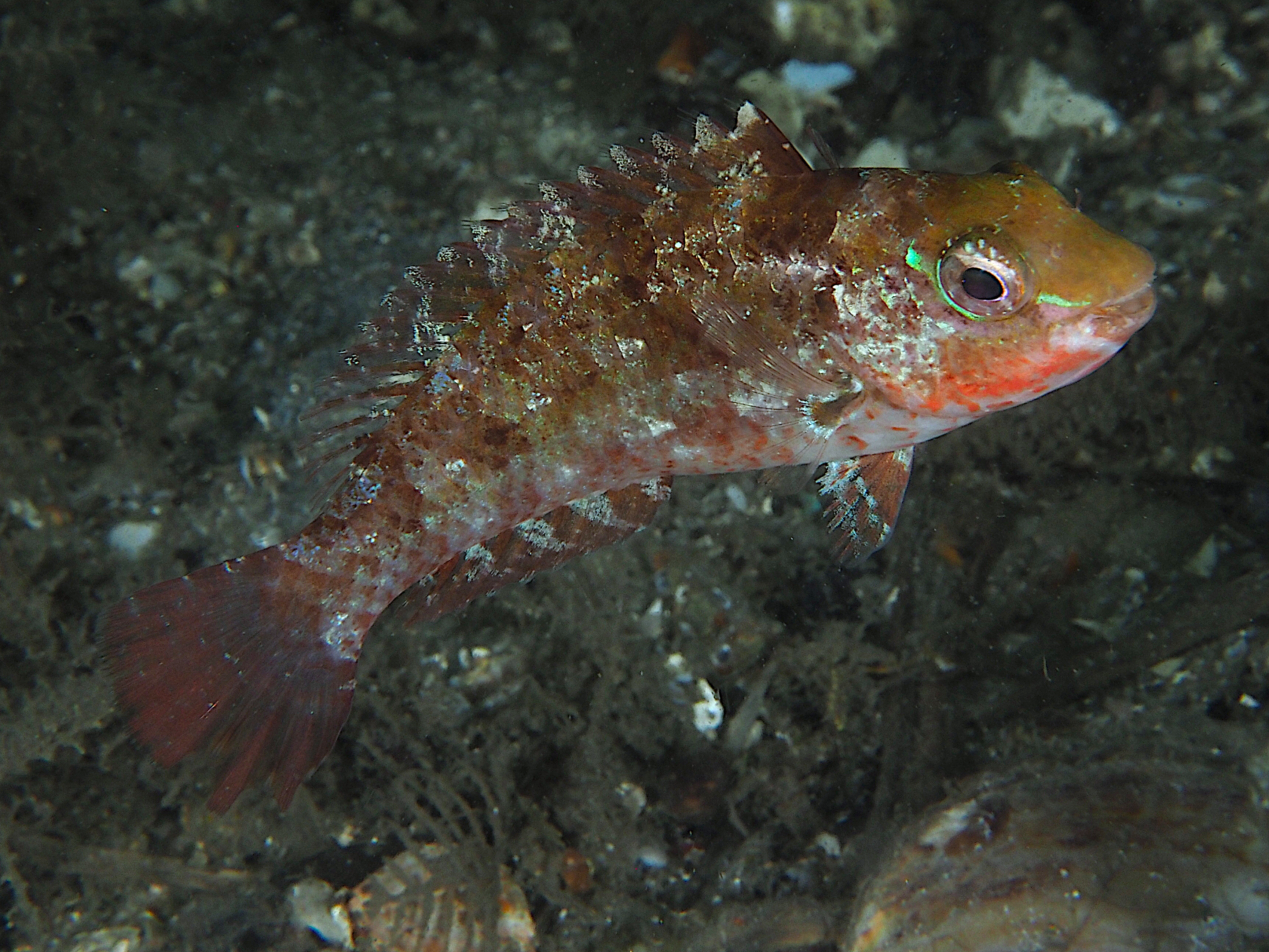 Bucktooth Parrotfish - Sparisoma radians