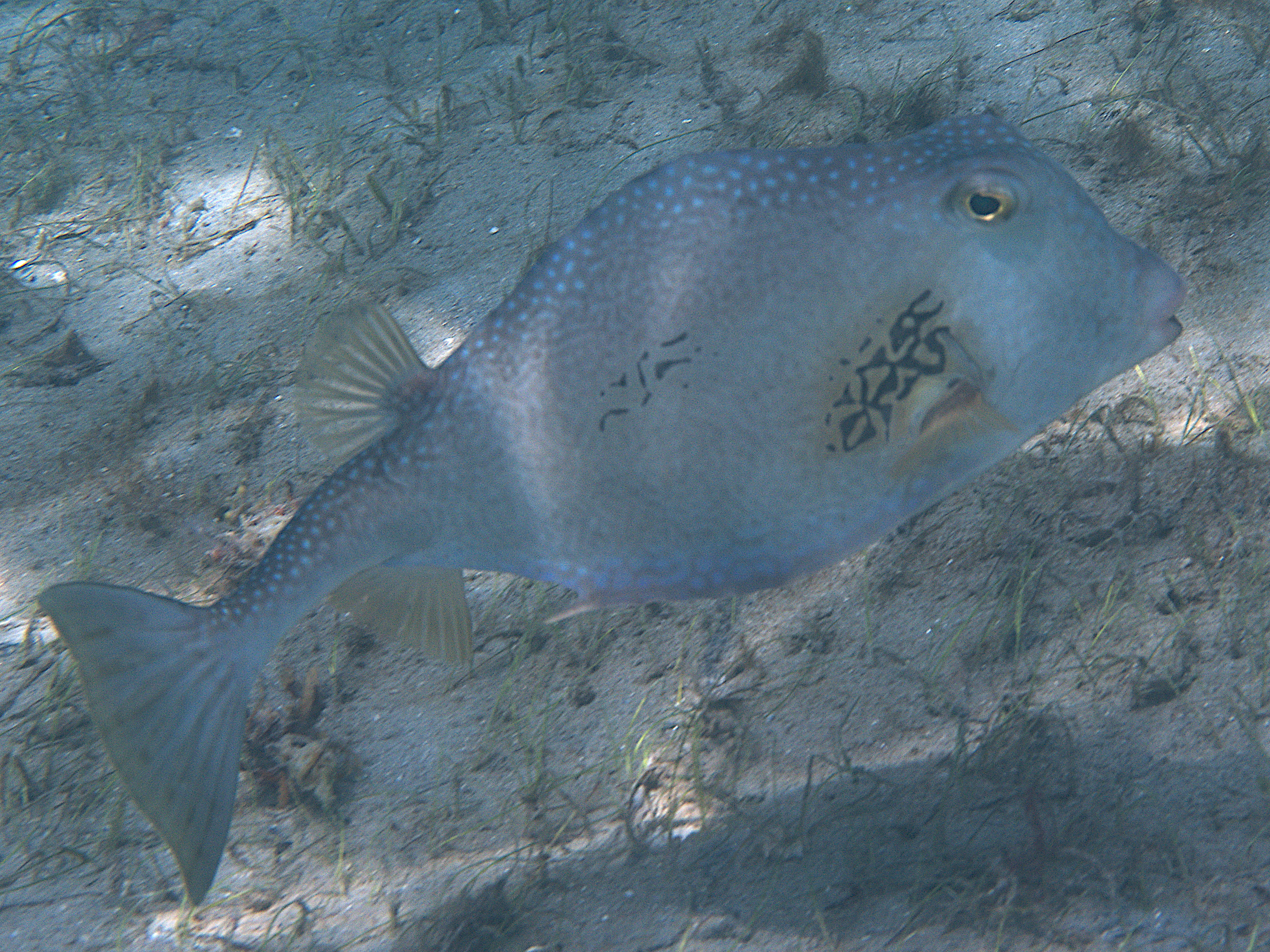Buffalo Trunkfish - Lactophrys trigonus