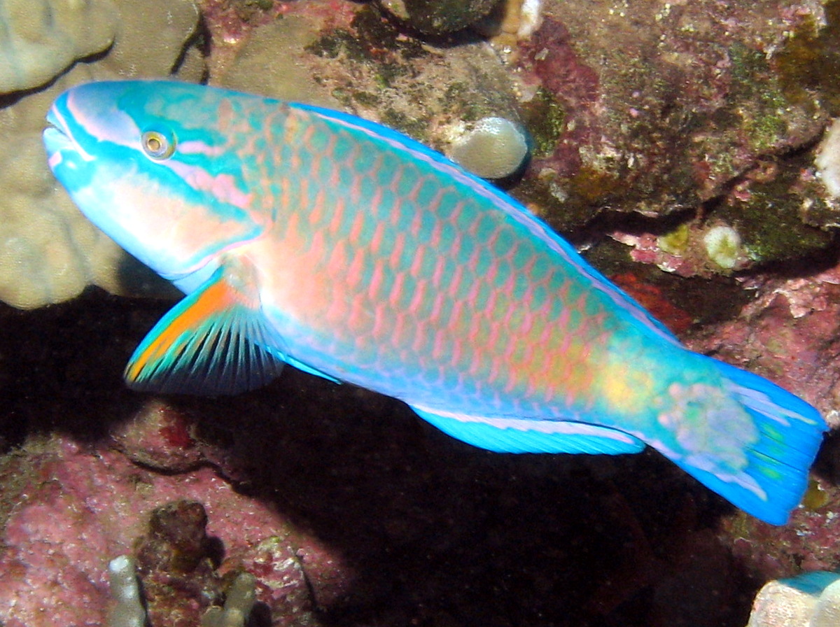 Bullethead Parrotfish - Chlorurus spilurus