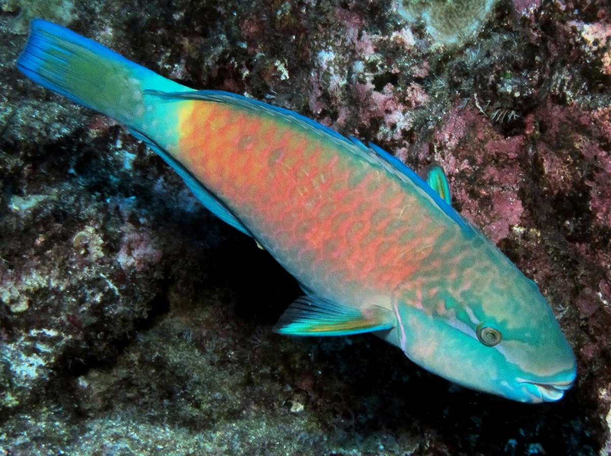 Pacific Bullethead Parrotfish - Chlorurus spilurus