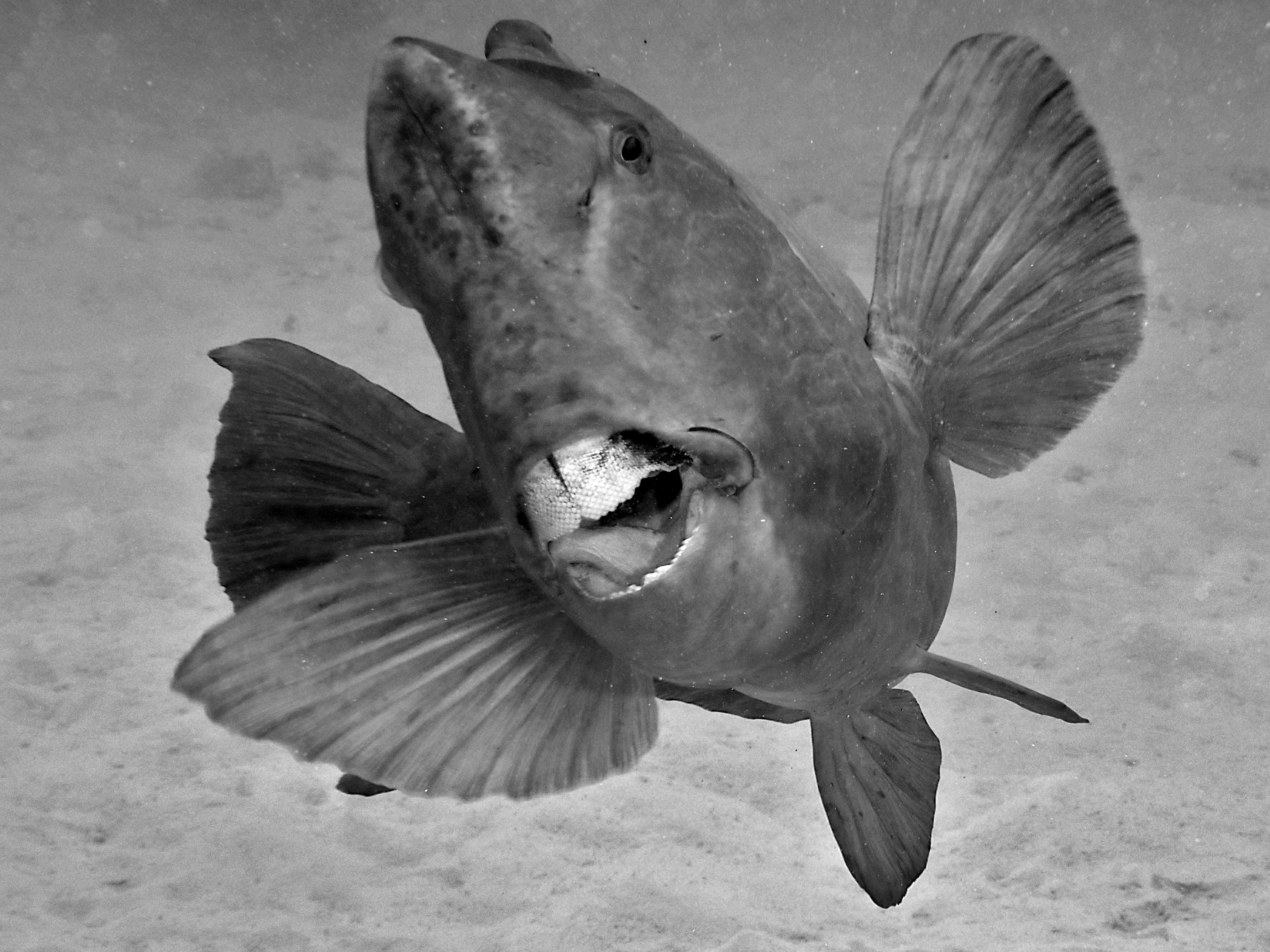 Green Humphead Parrotfish - Bolbometopon muricatum