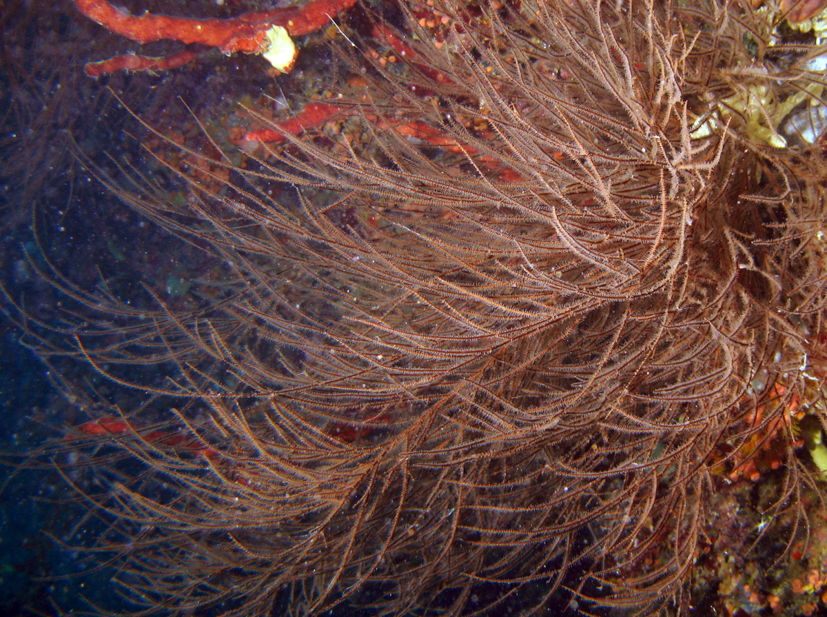 Bushy Black Coral - Antipathes n. sp.