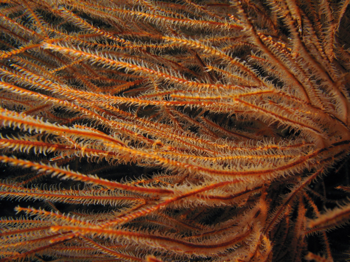 Bushy Black Coral - Antipathes n. sp.