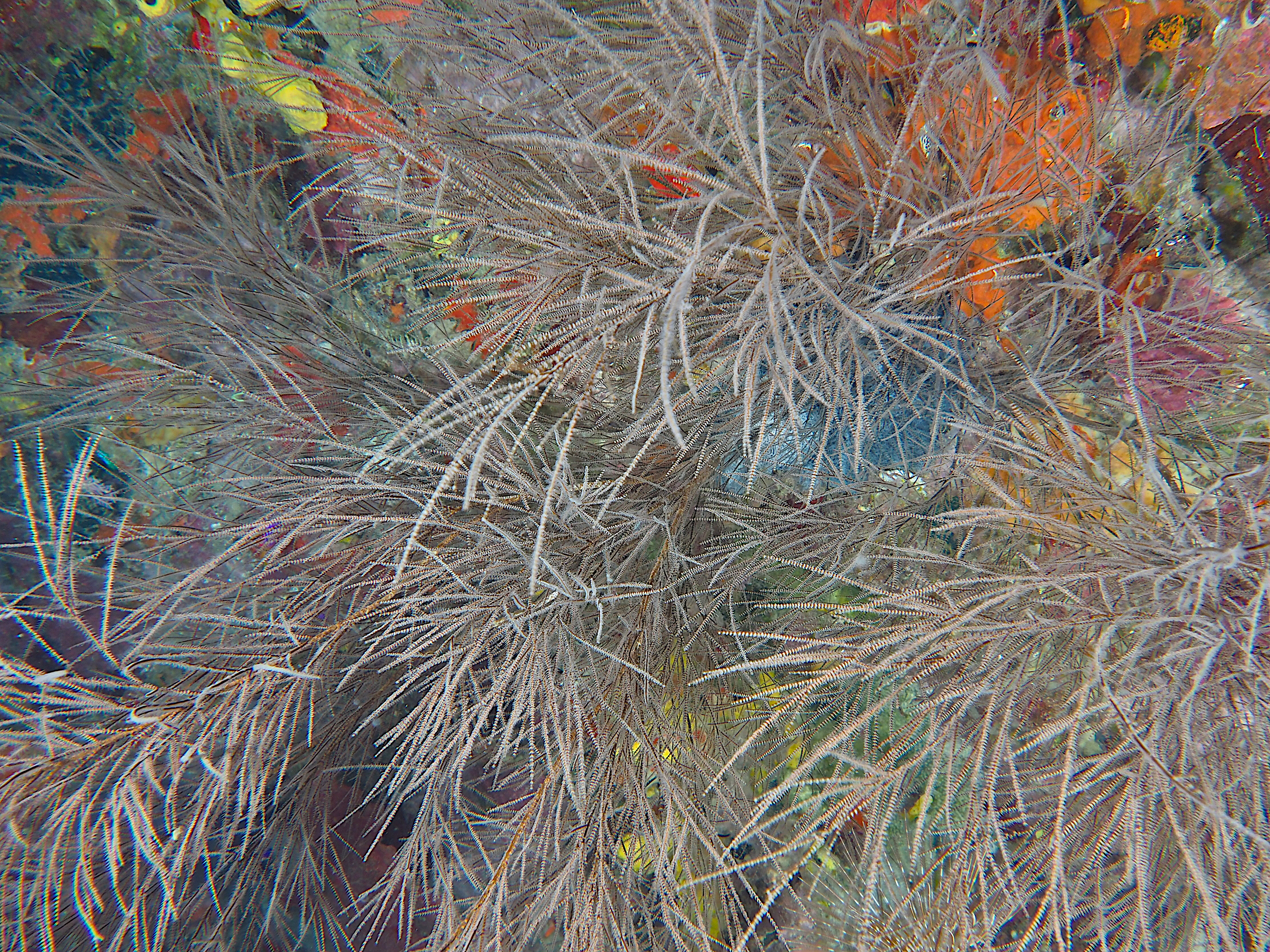 Bushy Black Coral - Antipathes caribbeana