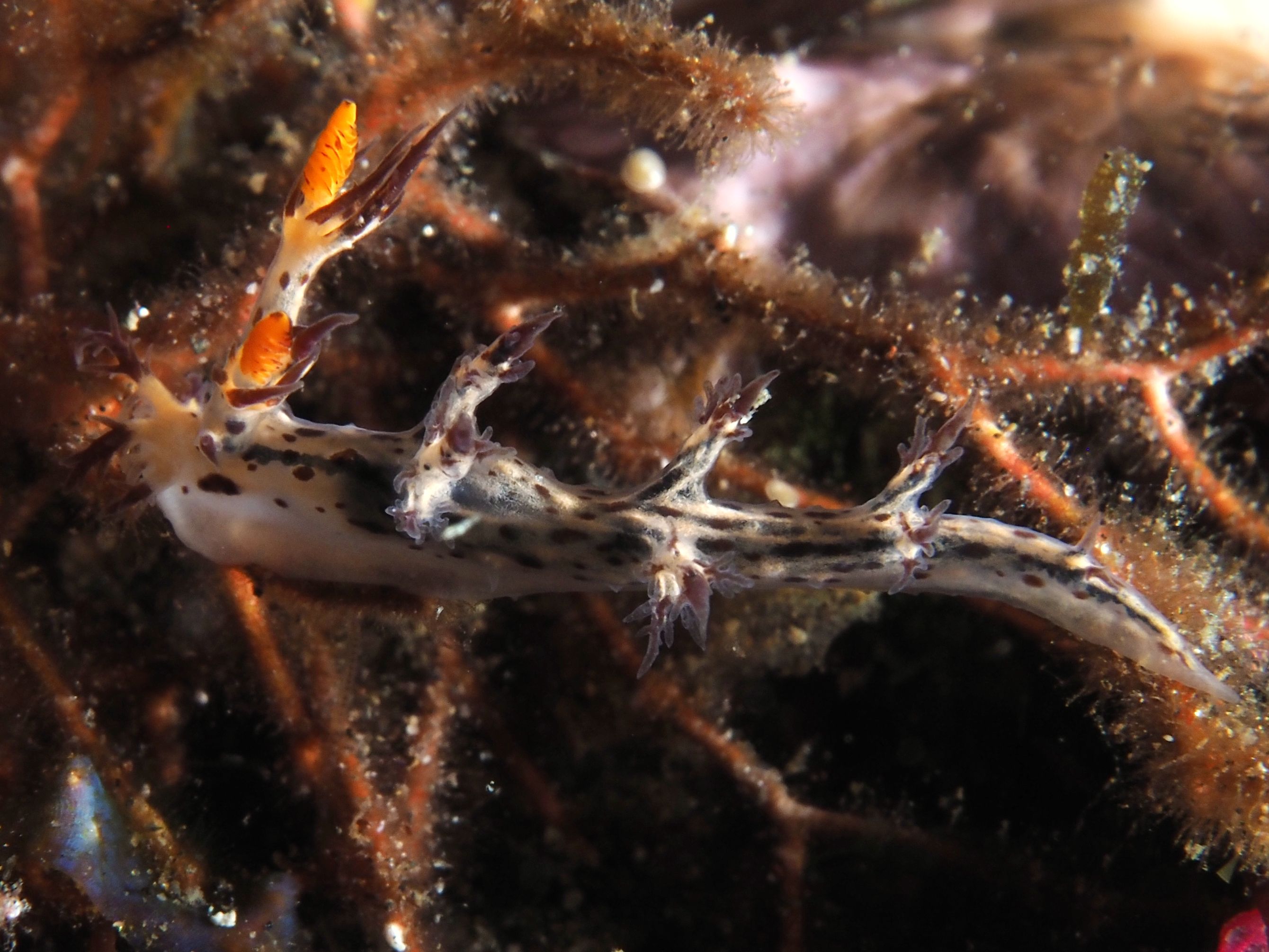 Regal Nudibranch - Cabangus regius