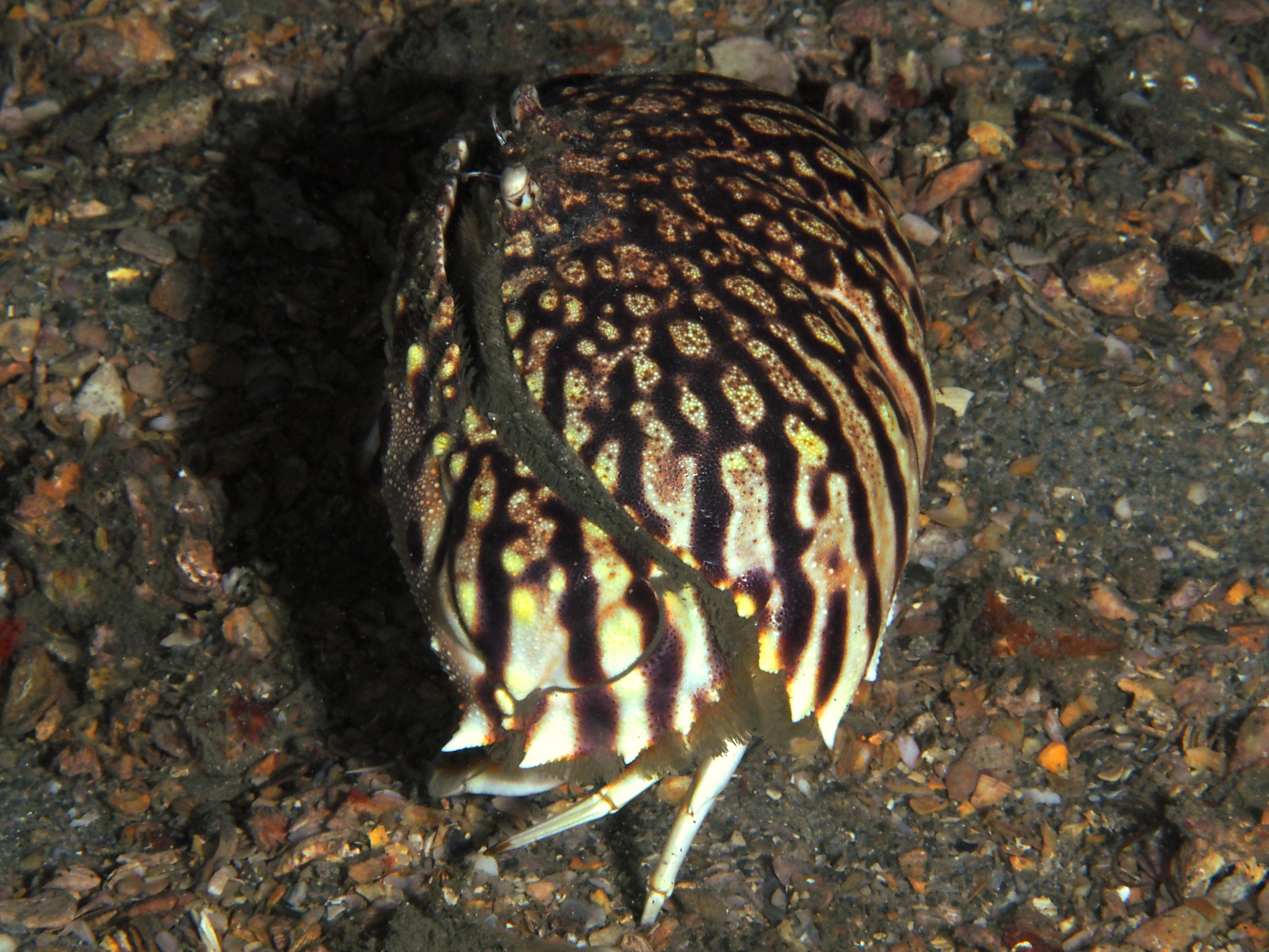 Flame Box Crab - Calappa flammea