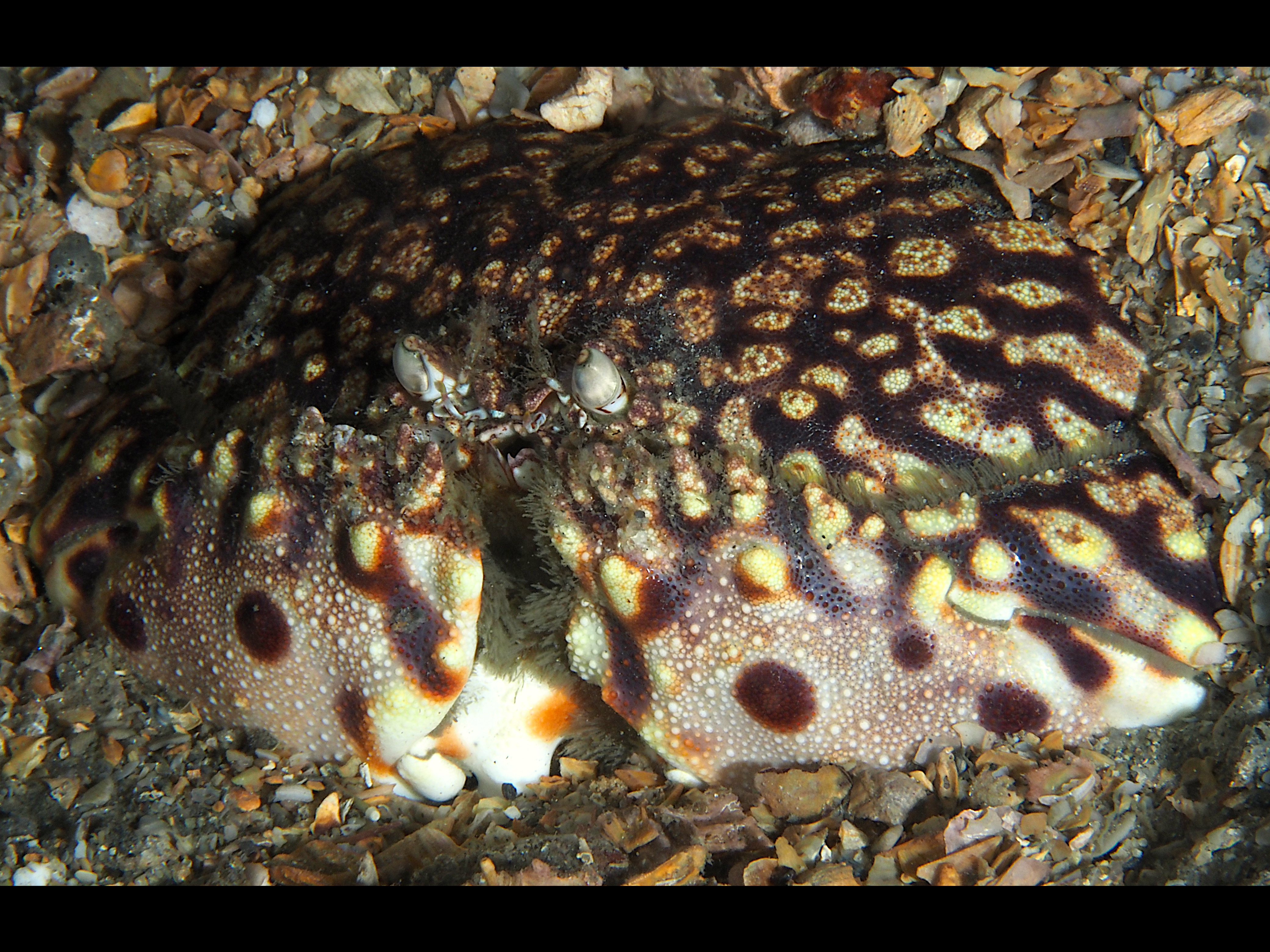 Flame Box Crab - Calappa flammea