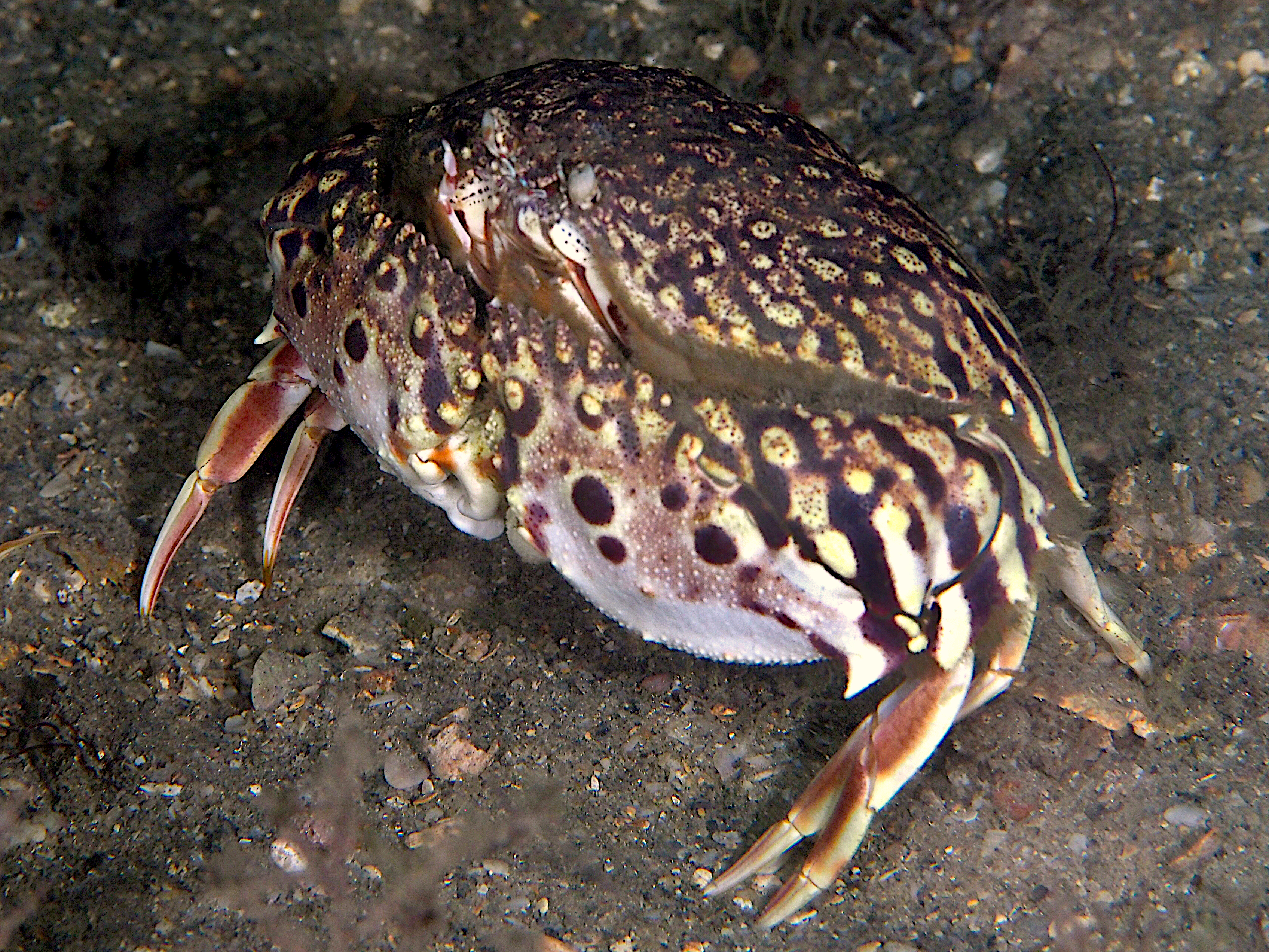 Flame Box Crab - Calappa flammea