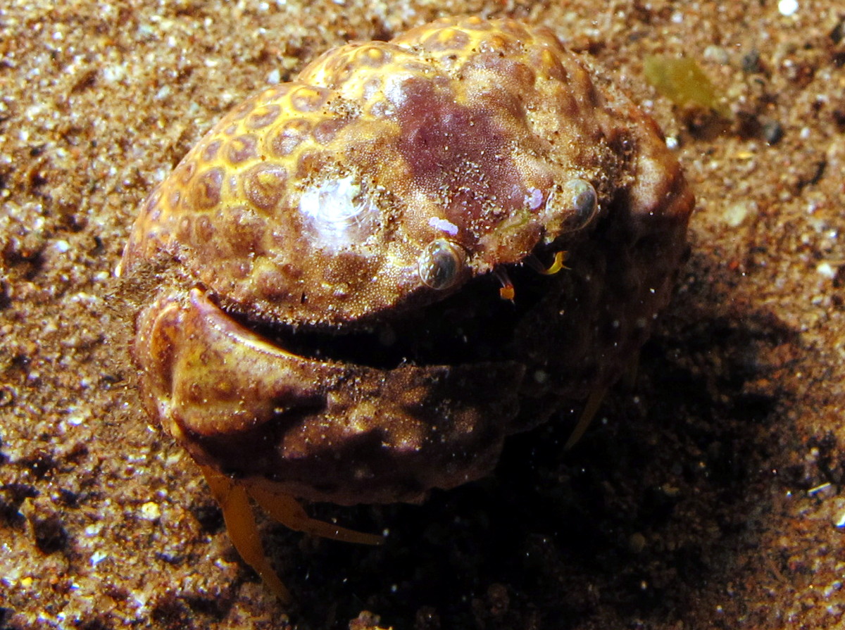 Rough Box Crab - Calappa gallus