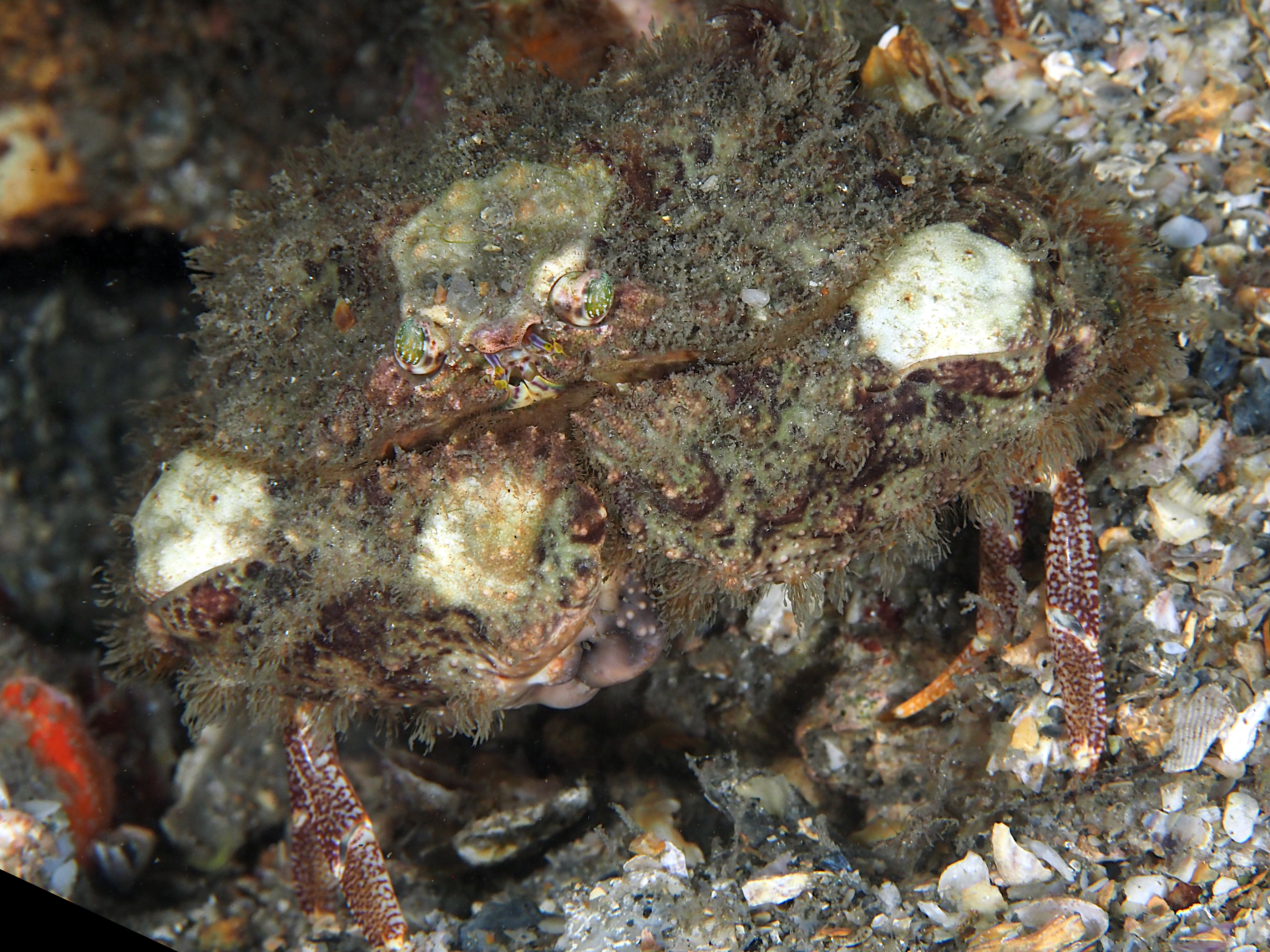 Yellow Box Crab - Calappa sulcata