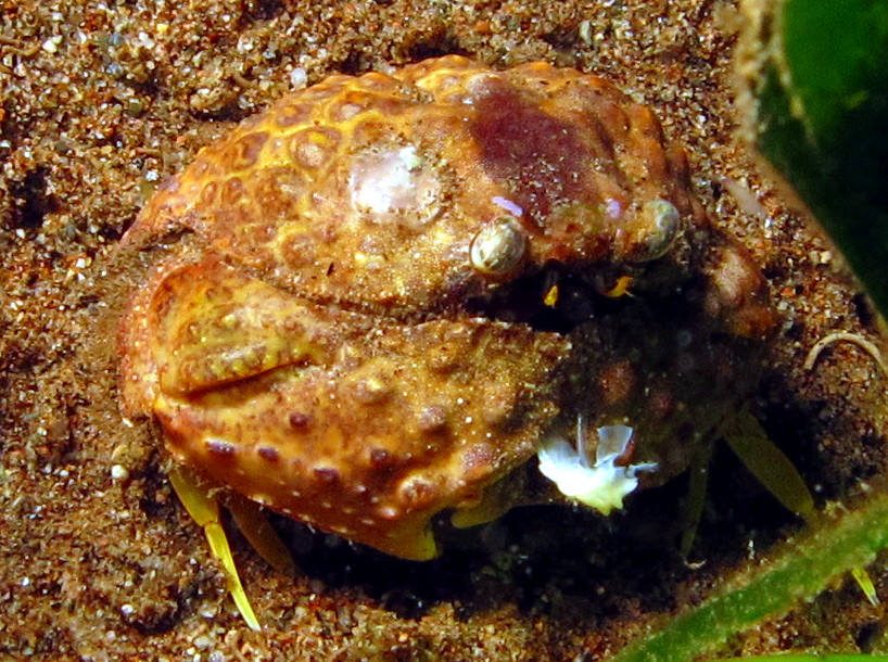 Torulose Box Crab - Calappa torulosa