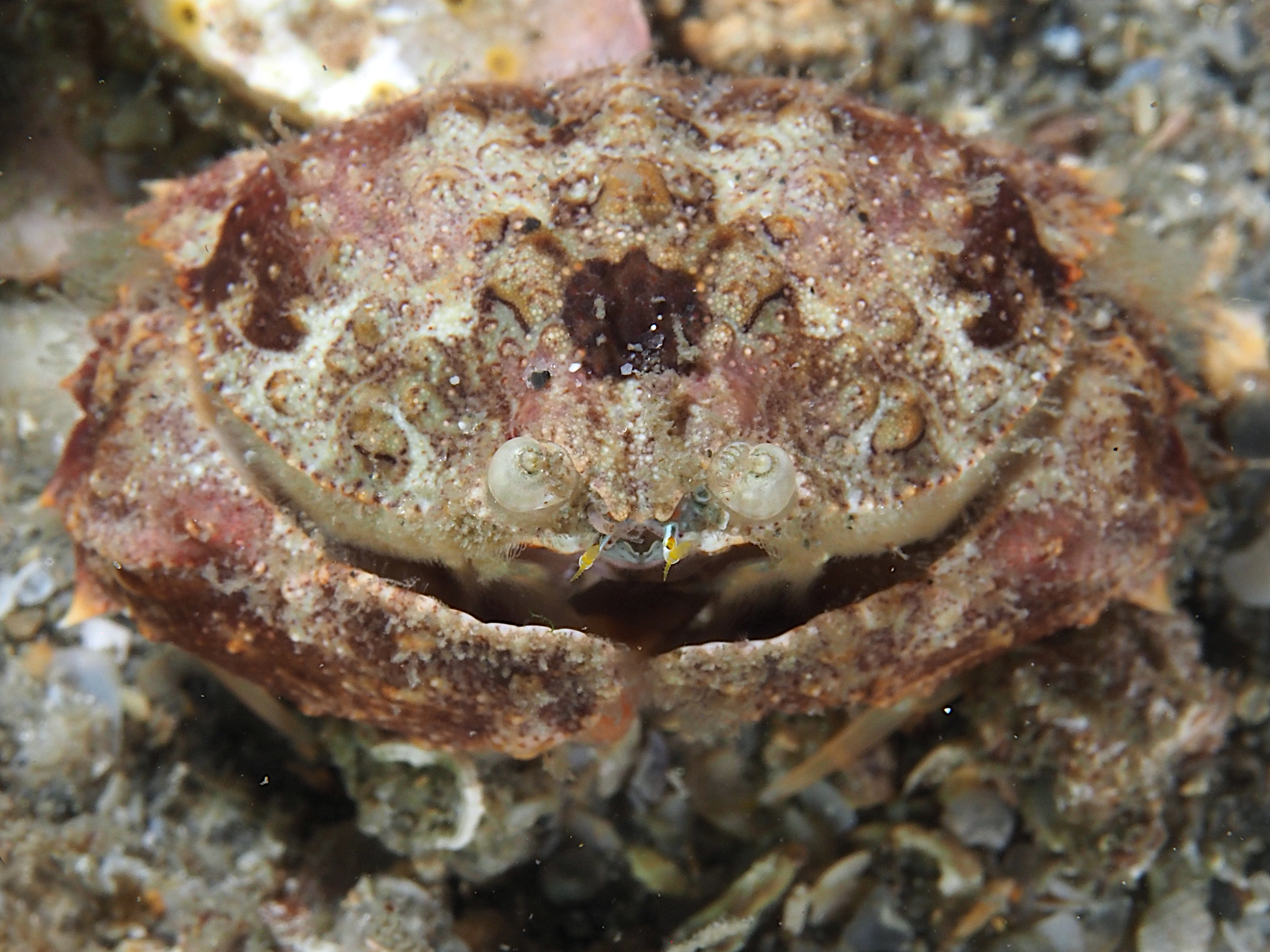 Tortuga Box Crab - Calappula tortugae