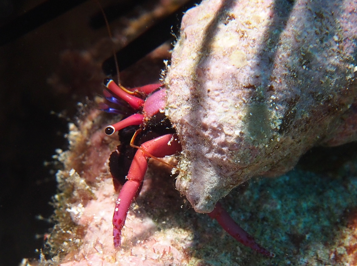 Haig's Hermit Crab - Calcinus haigae