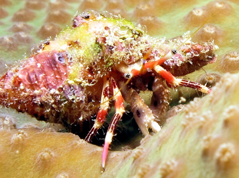 Line-Legged Hermit Crab - Calcinus lineapropodus