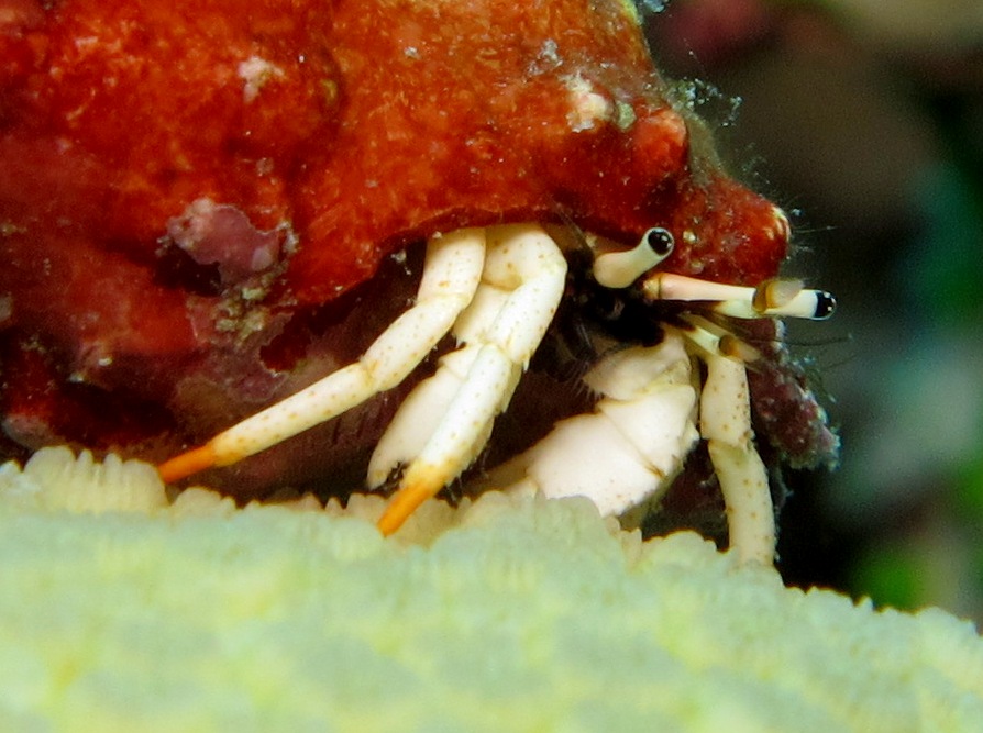 Small White Hermit Crab - Calcinus minutus