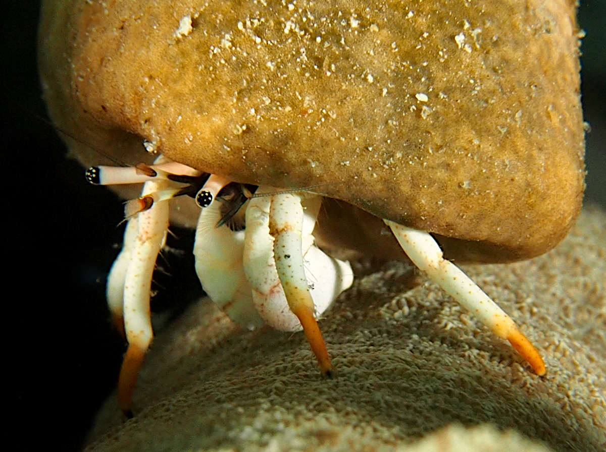 Small White Hermit Crab - Calcinus minutus