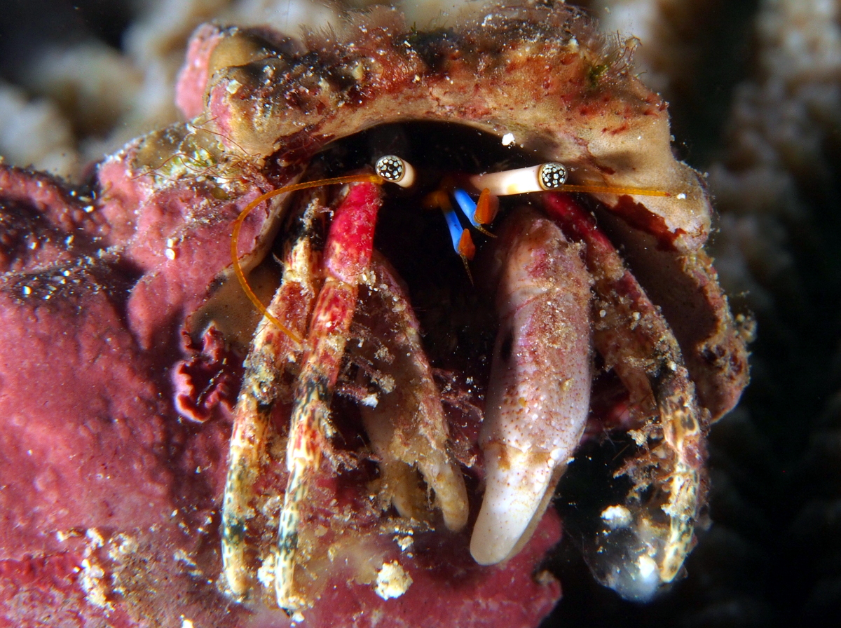 Beautiful Hermit Crab - Calcinus pulcher - Fiji