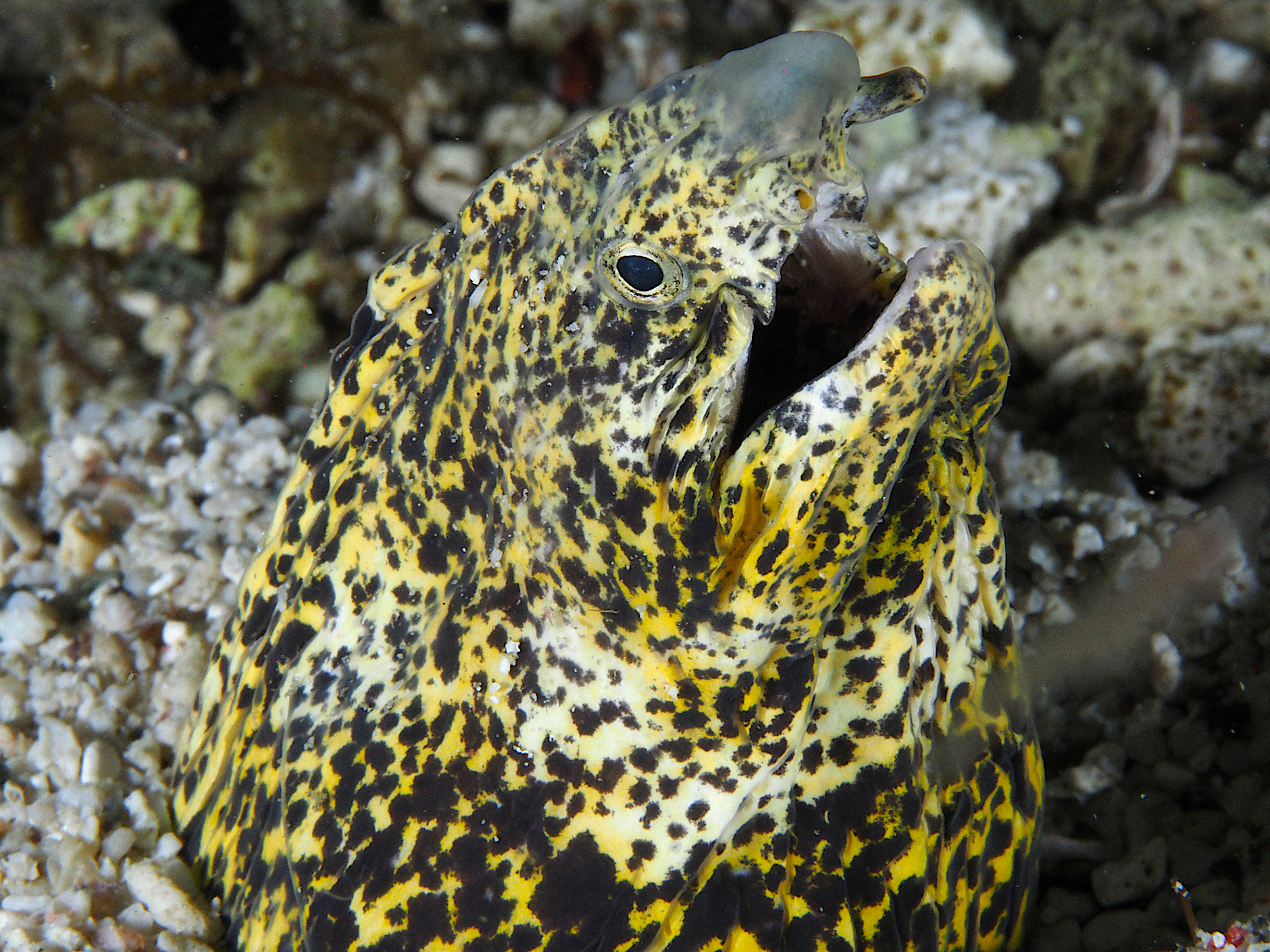 Marbled Snake Eel - Callechelys marmorata