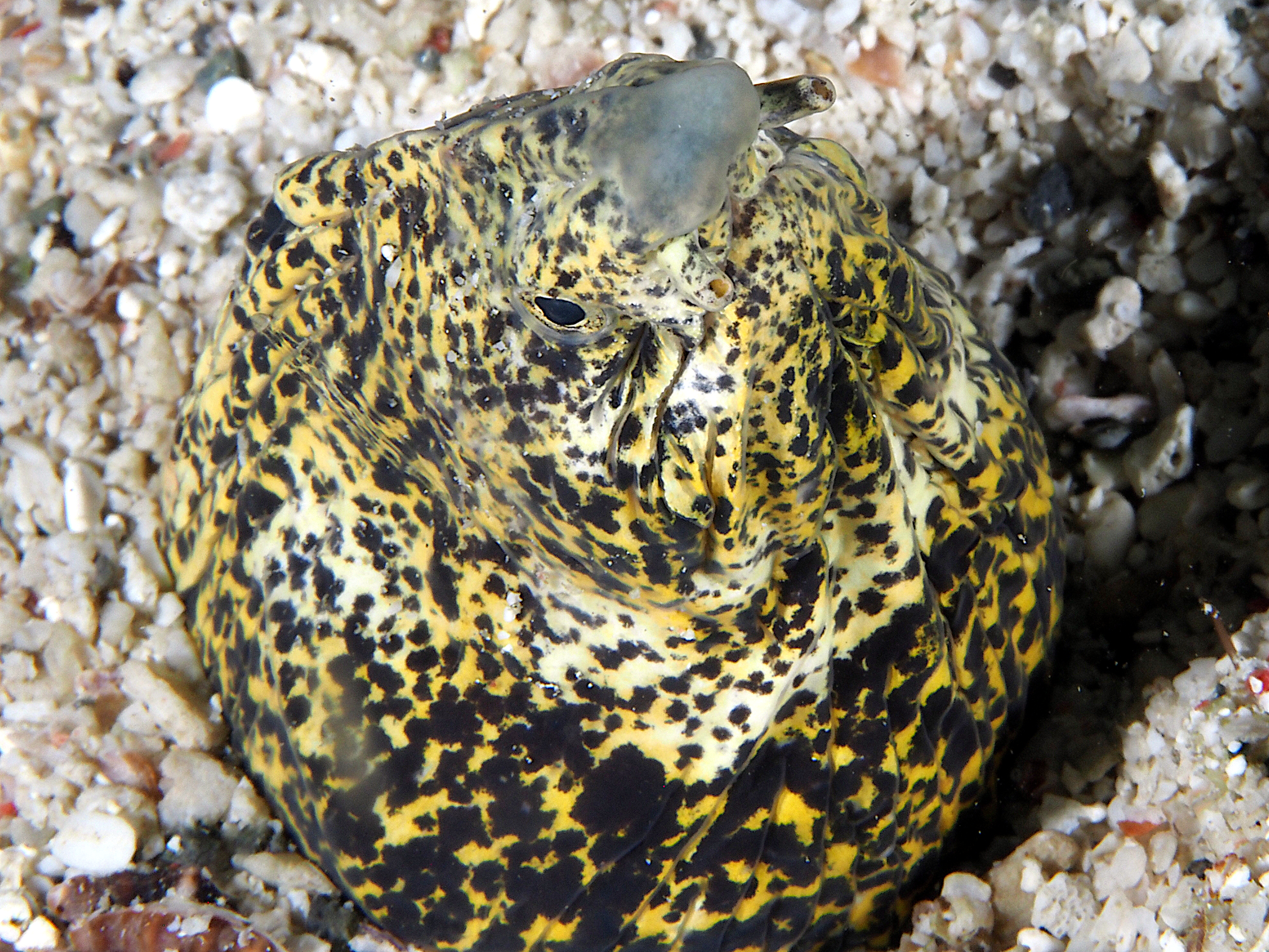 Marbled Snake Eel - Callechelys marmorata