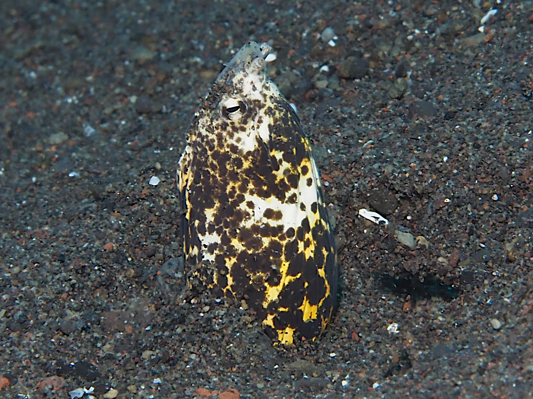 Marbled Snake Eel - Callechelys marmorata