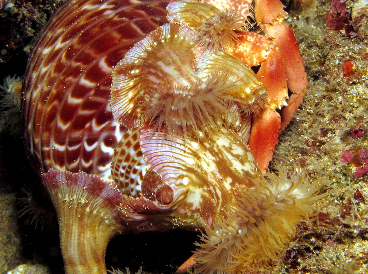 Hermit Crab Anemone - Calliactis polypus - Maui, Hawaii