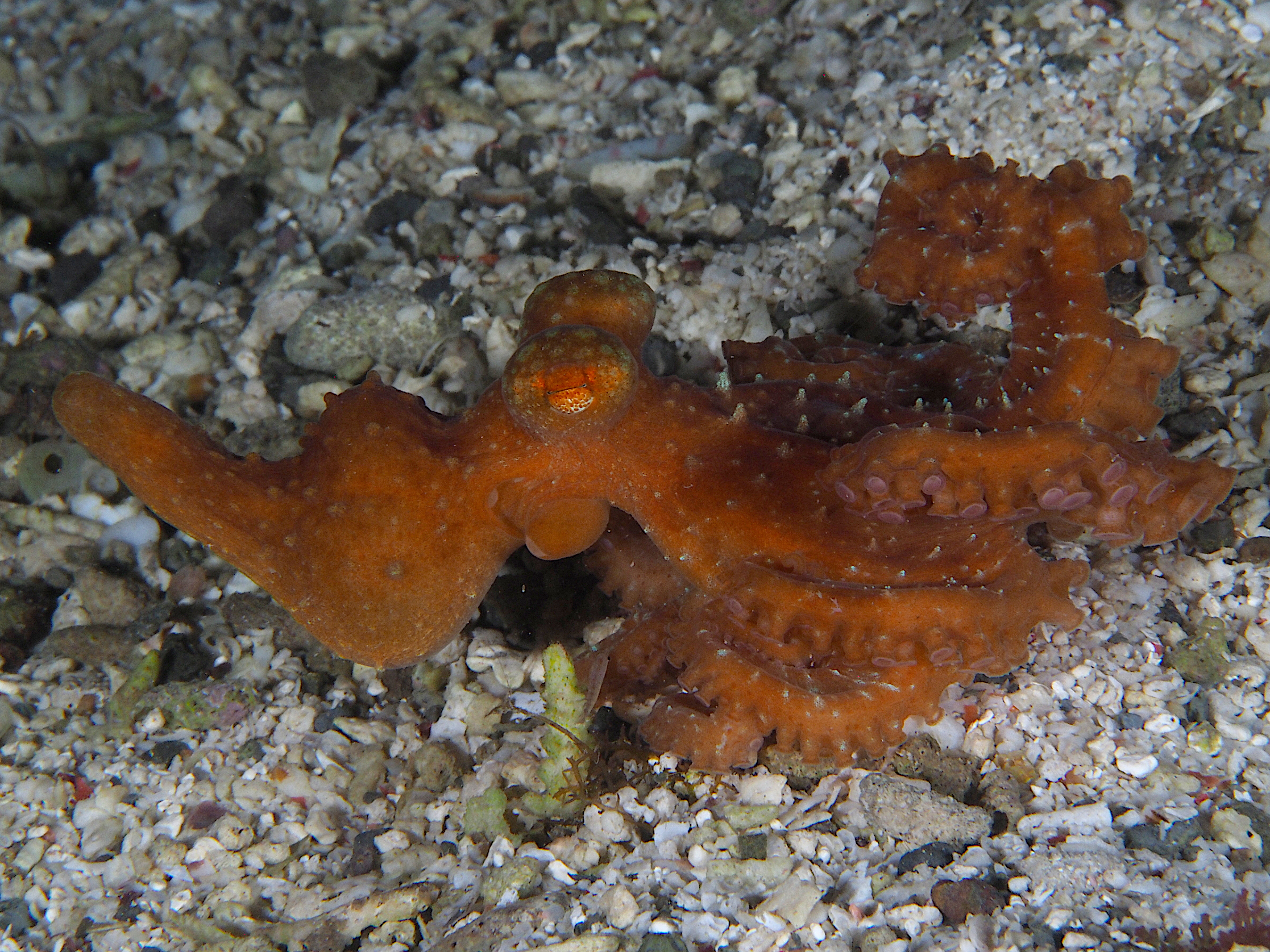 Starry Night Octopus - Callistoctopus luteus
