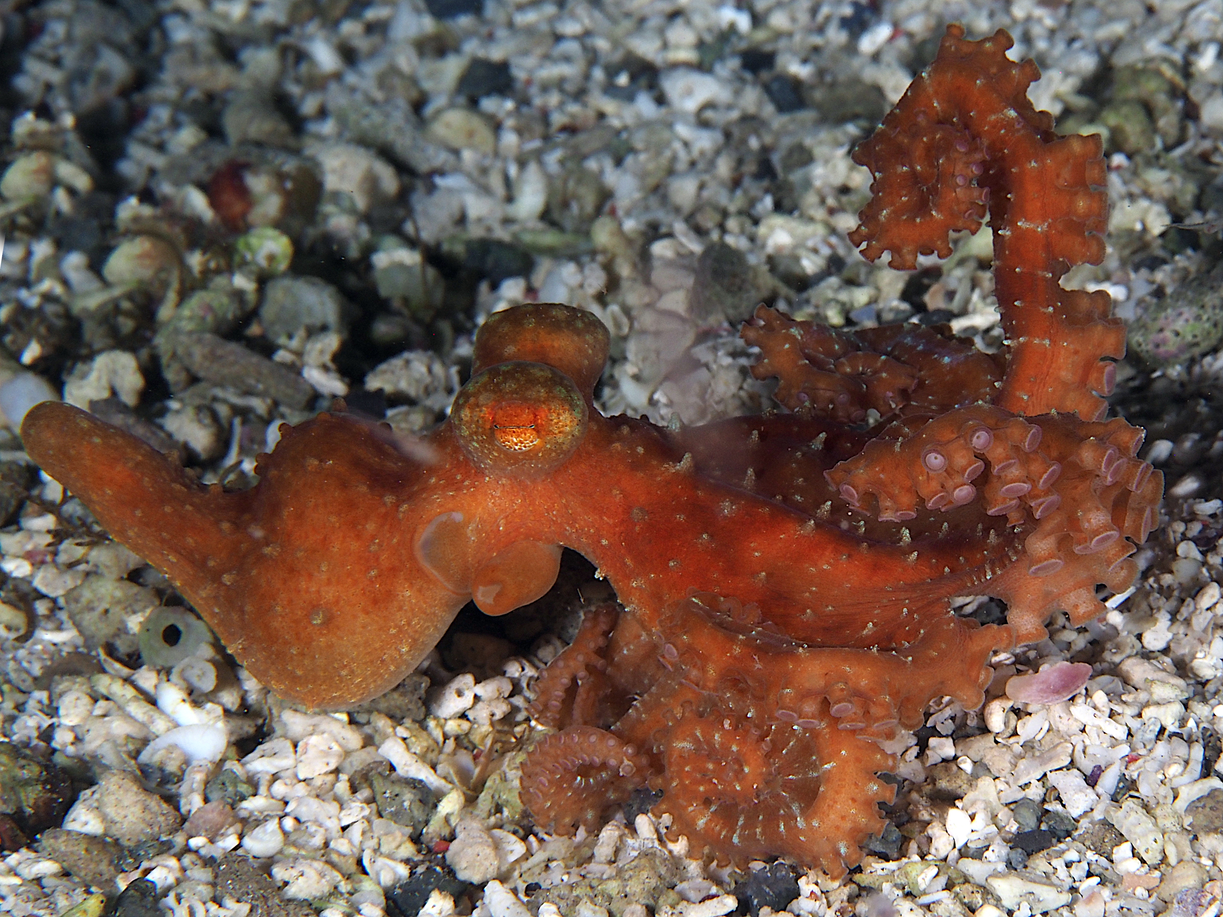Starry Night Octopus - Callistoctopus luteus