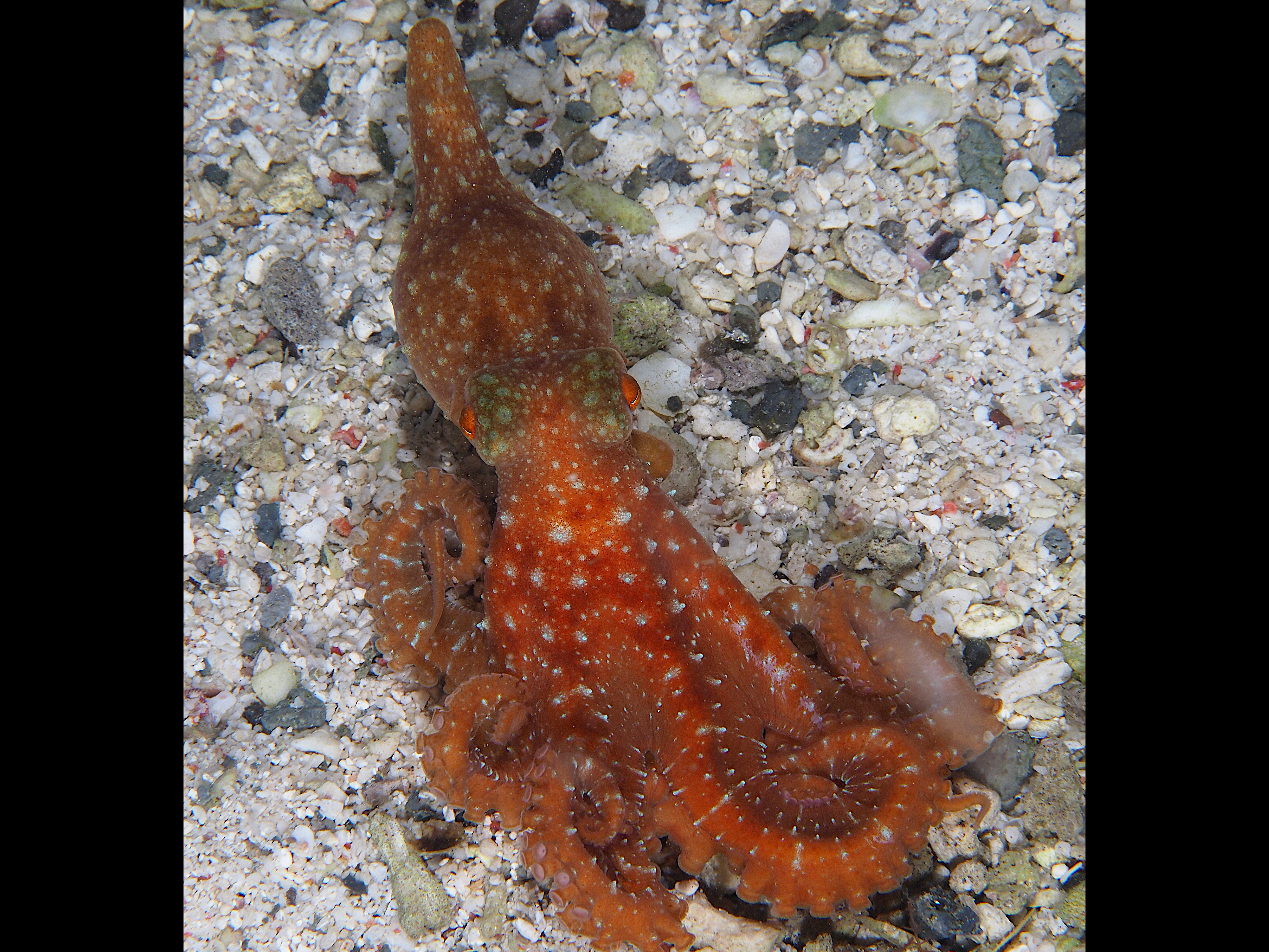 Starry Night Octopus - Callistoctopus luteus