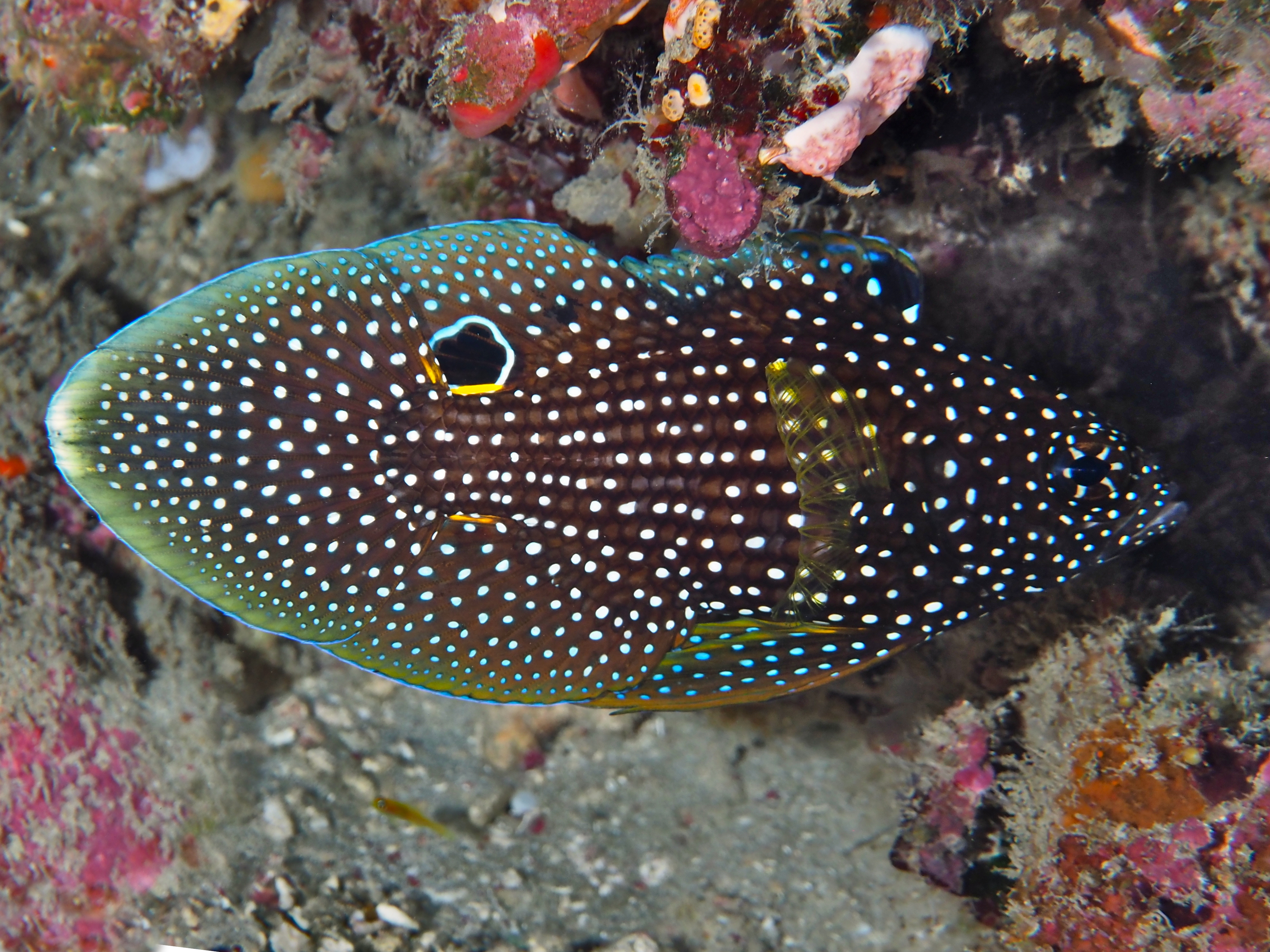 Comet - Calloplesiops altivelis