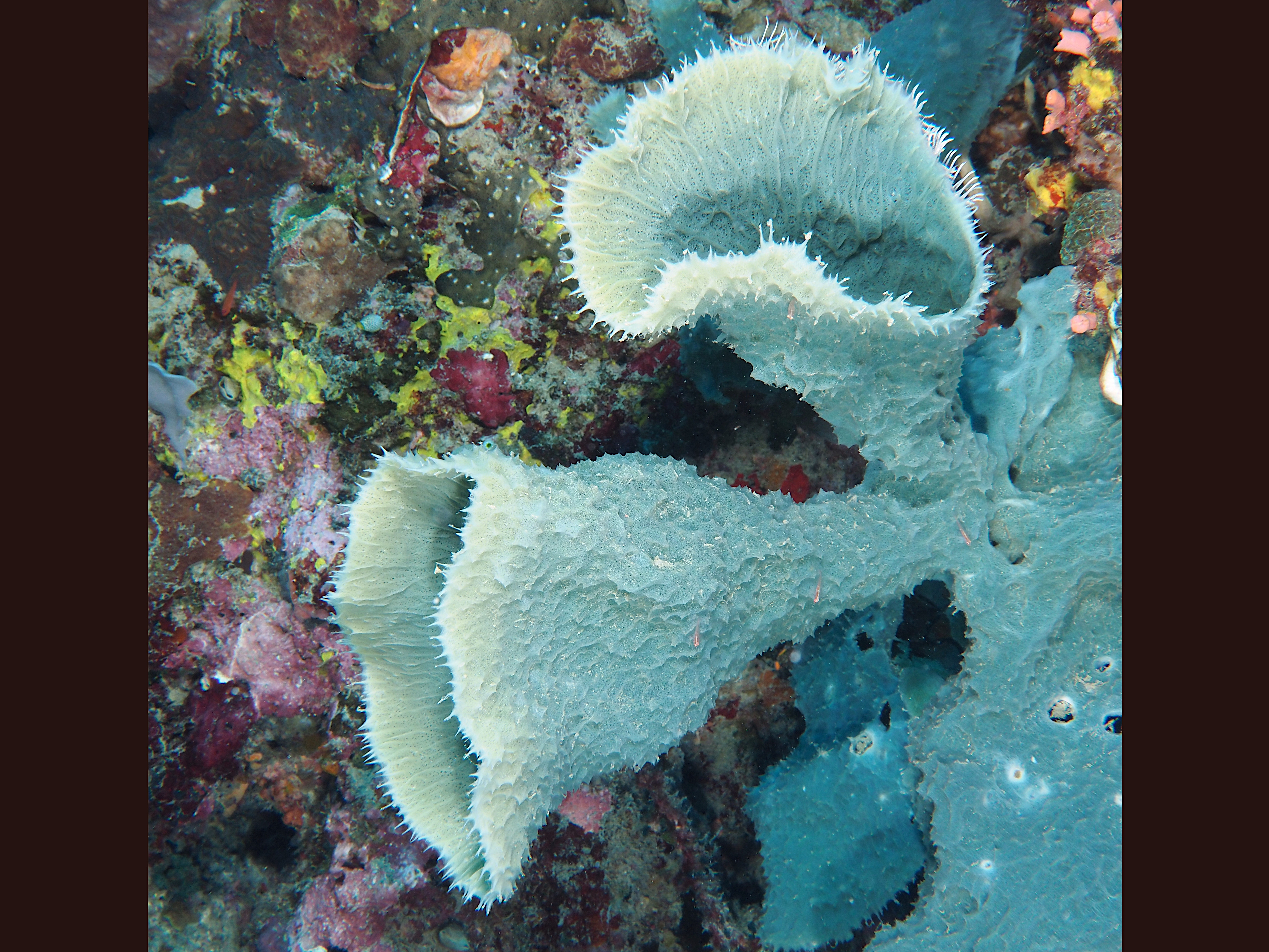 Callyspongia aerizusa - Callyspongia (Cladochalina) aerizusa - Komodo, Indonesia