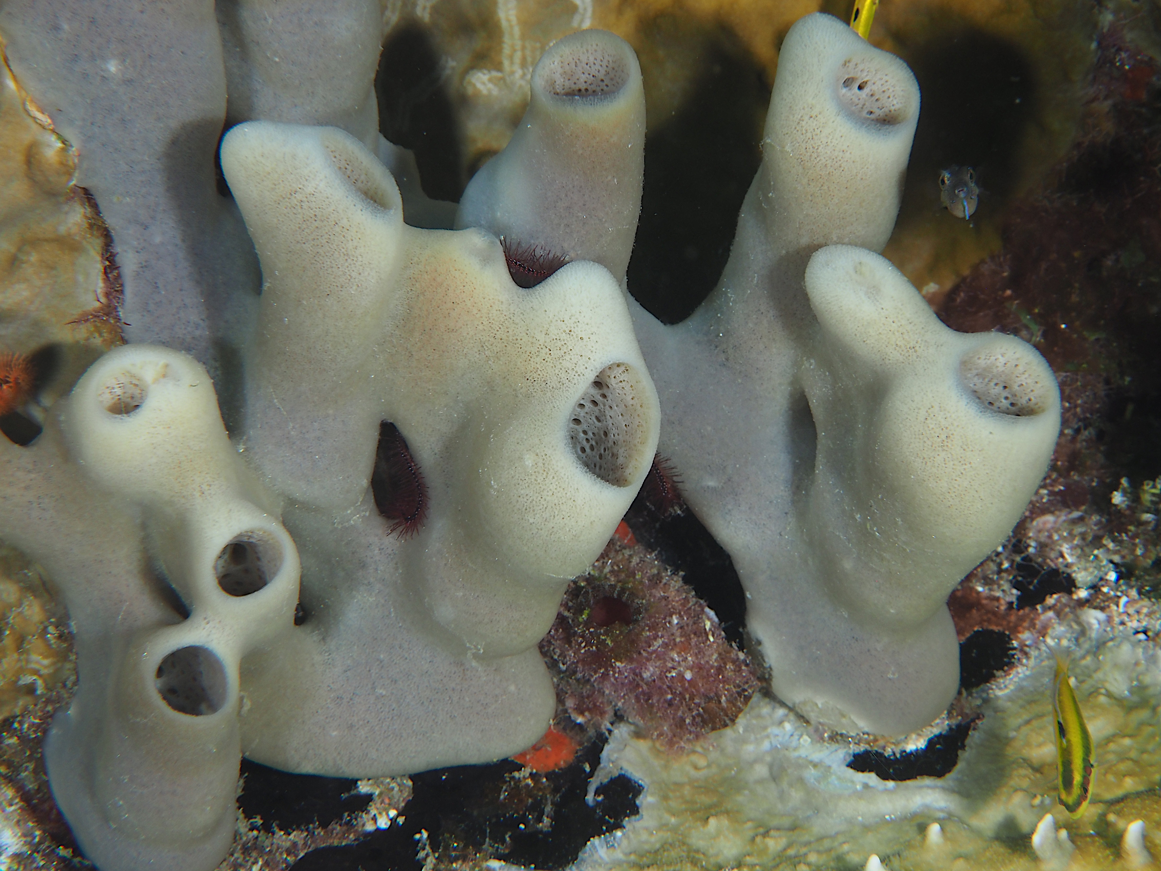 Pink Purple Octopus Sponge - Callyspongia (Callyspongia) fallax