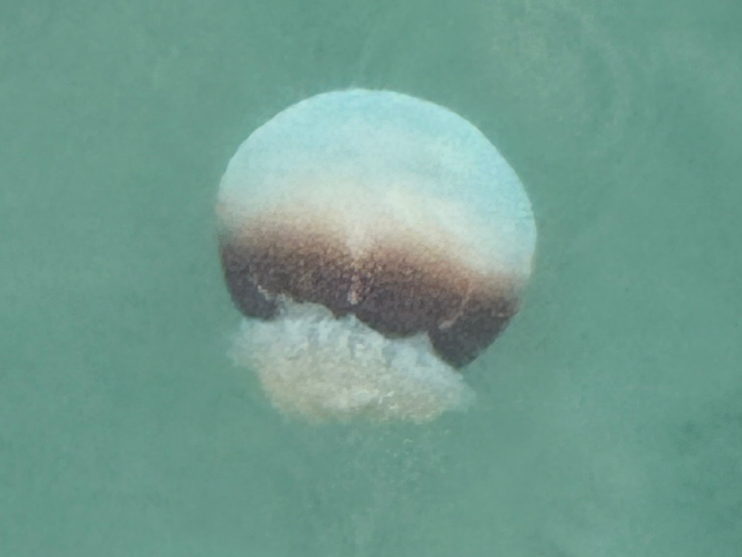 Cannonball Jellyfish - Stomolophus meleagris