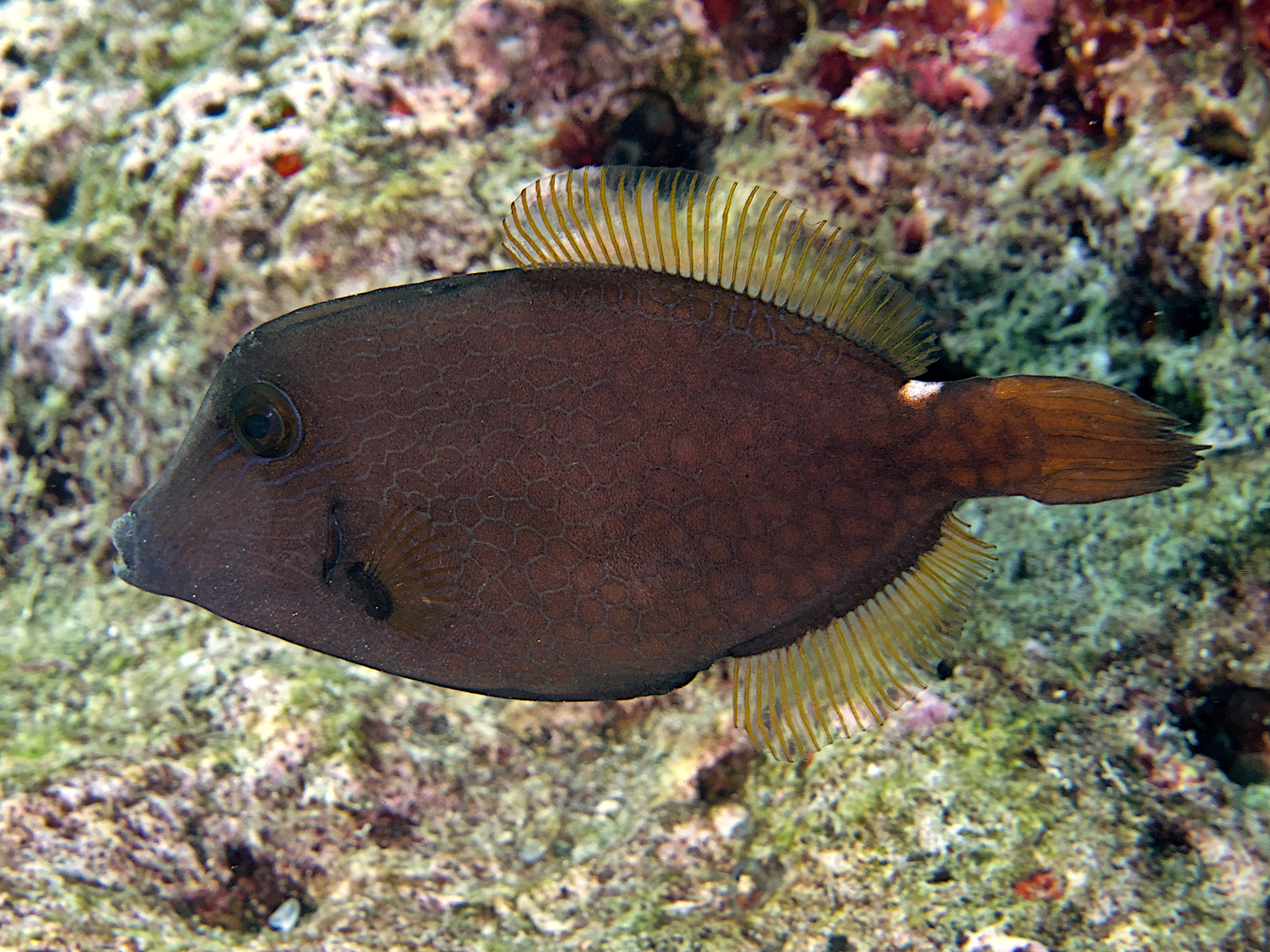 Wirenet Filefish - Cantherhines pardalis