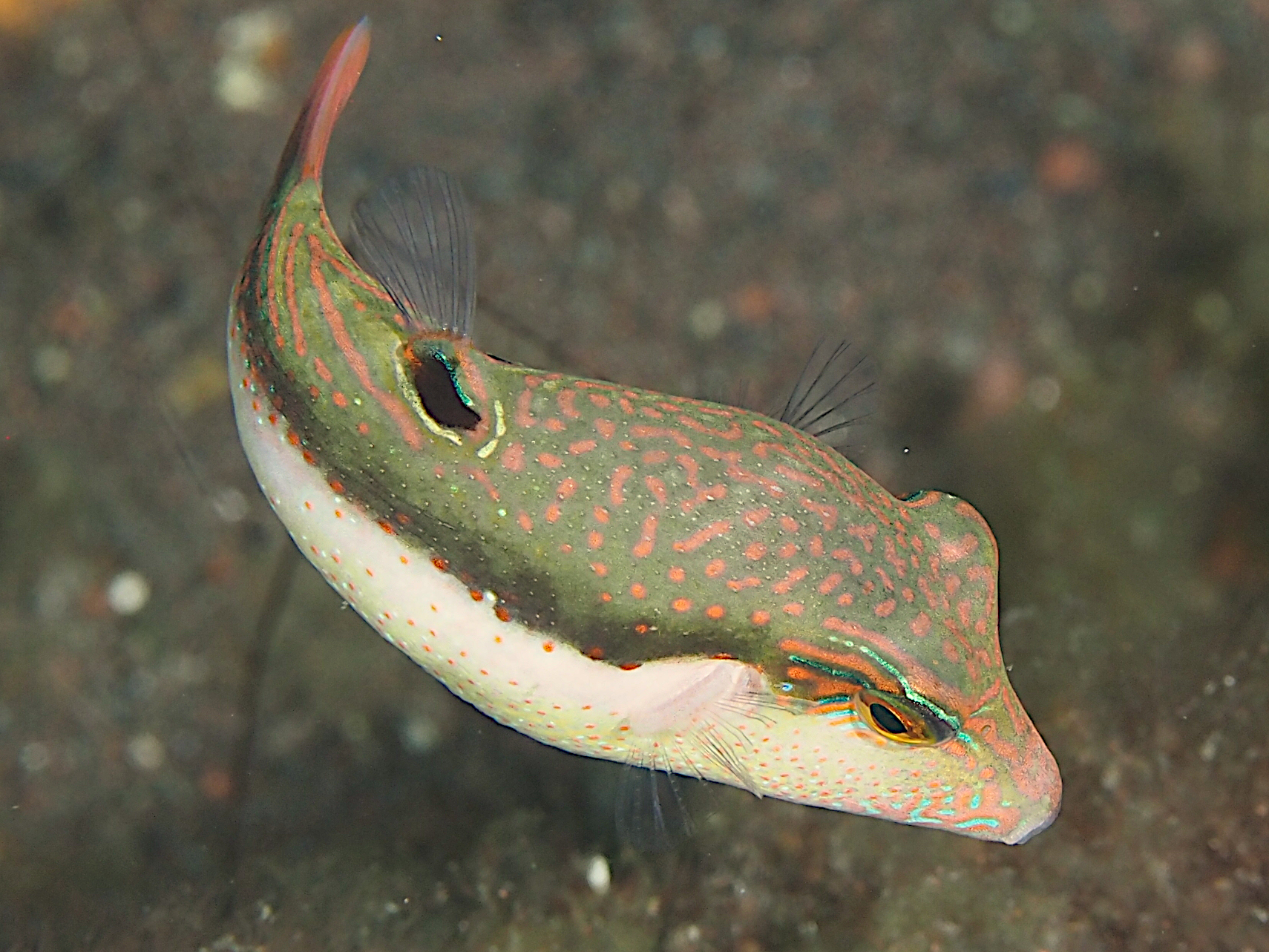 Whitebelly Toby - Canthigaster bennetti
