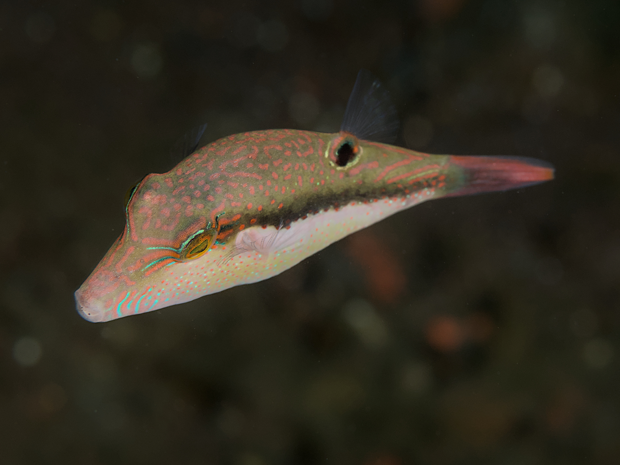 Whitebelly Toby - Canthigaster bennetti