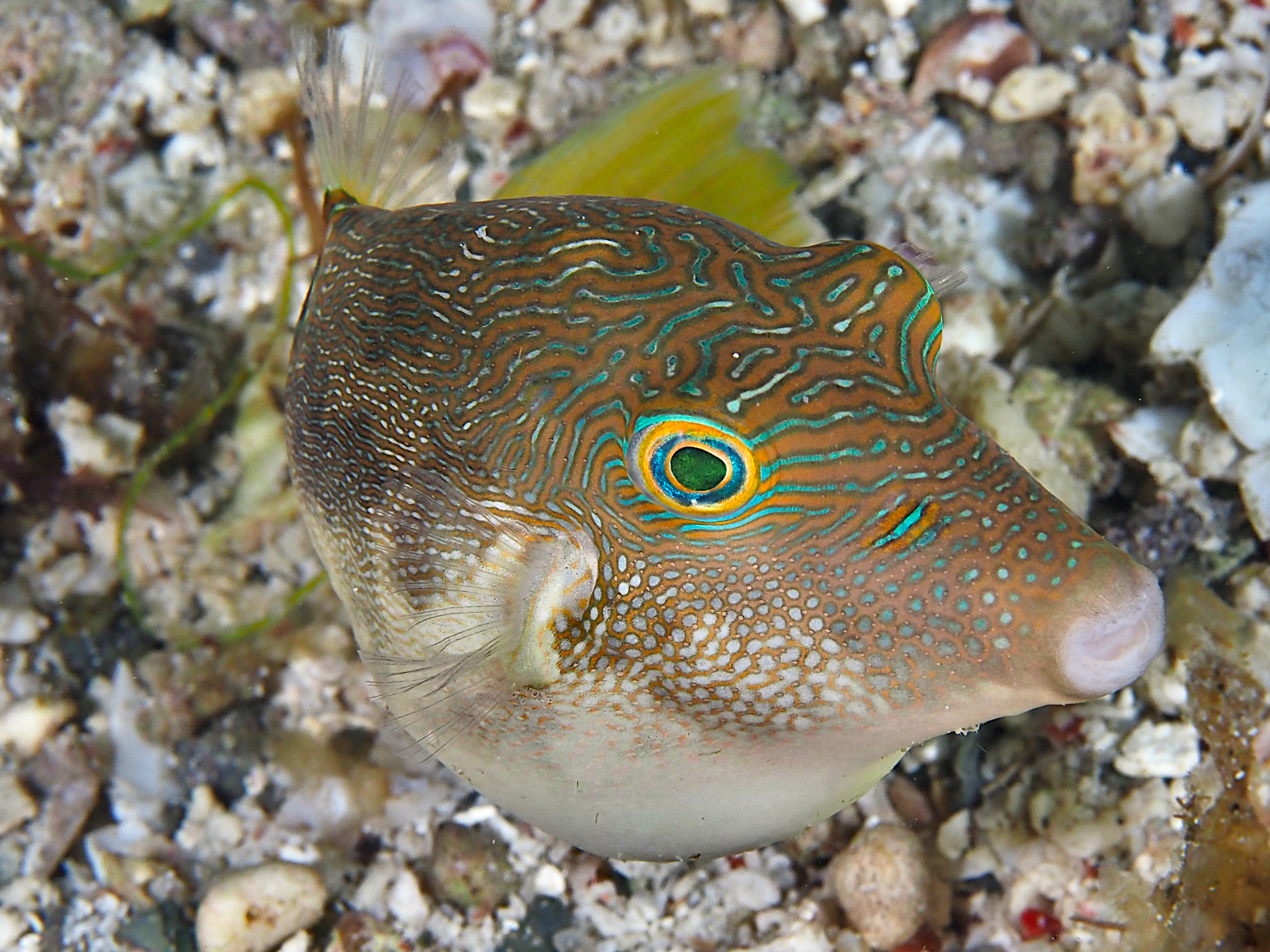 Fingerprint Toby - Canthigaster compressa