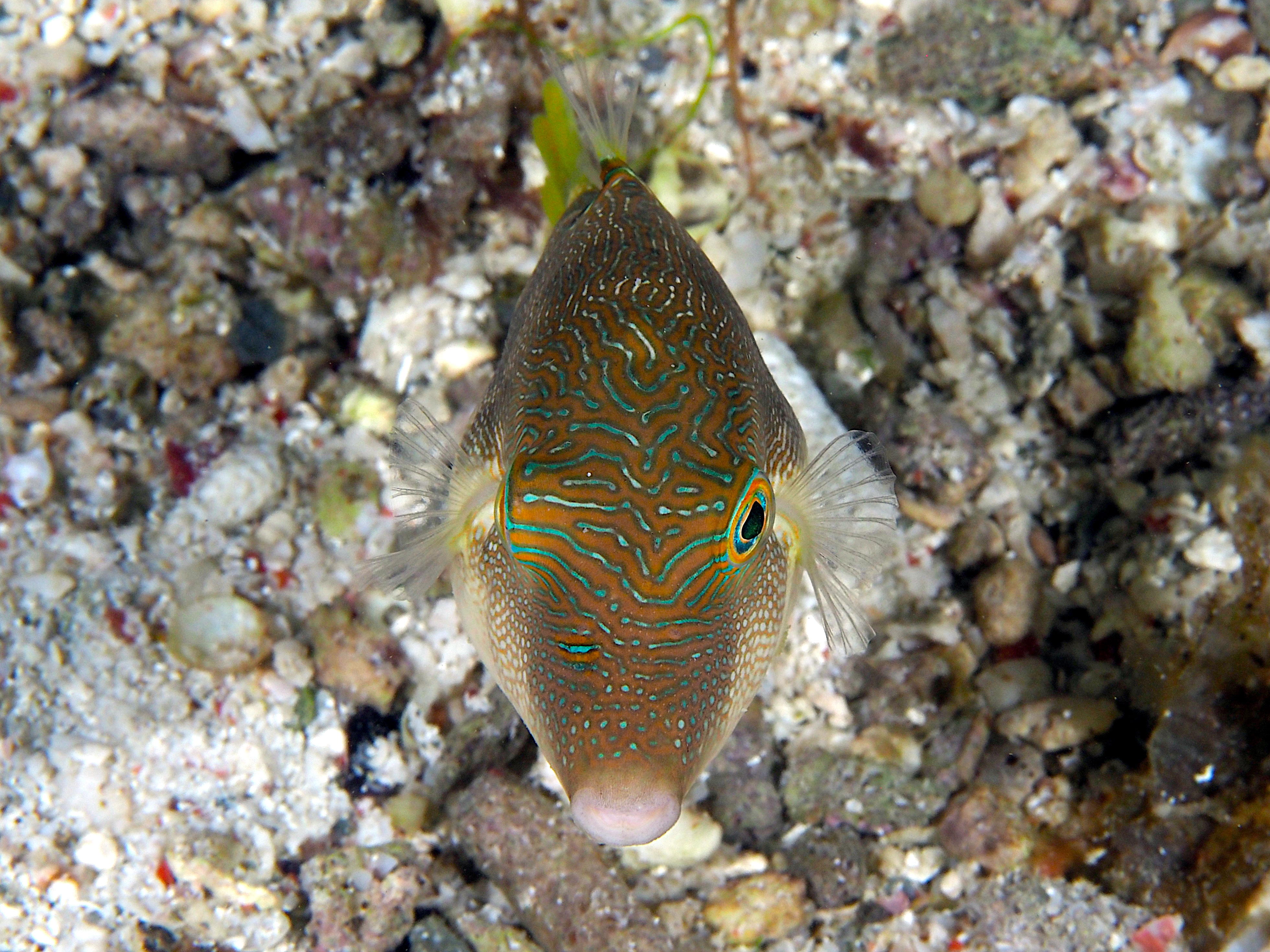 Fingerprint Toby - Canthigaster compressa