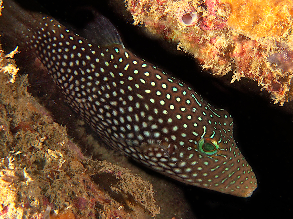 Spotted Sharpnosed Puffer - Canthigaster punctatissima