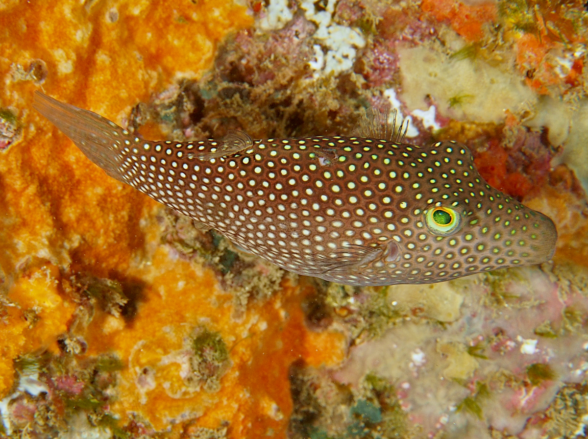 Spotted Sharpnosed Puffer - Canthigaster punctatissima