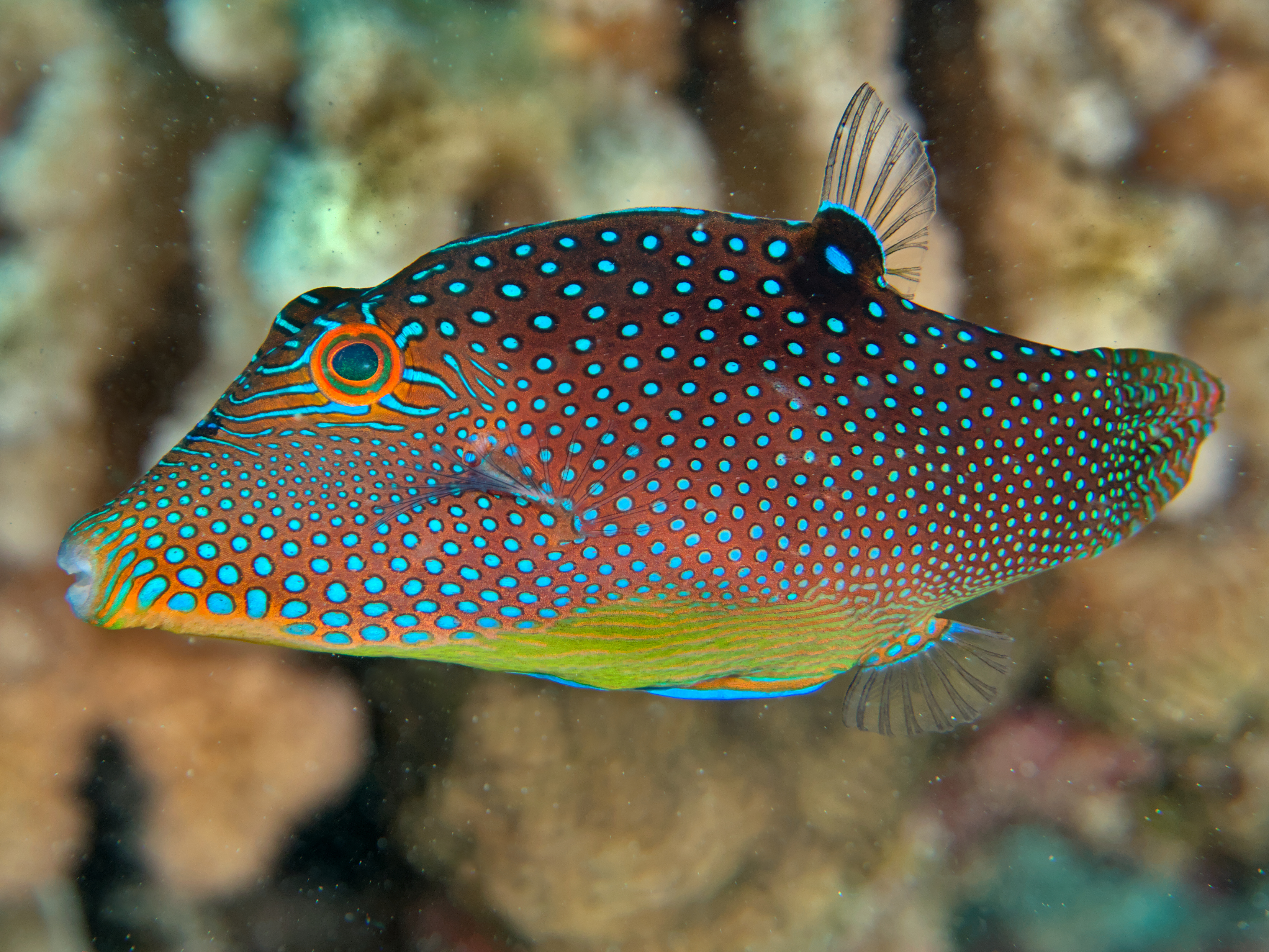 Solander's Toby - Canthigaster solandri