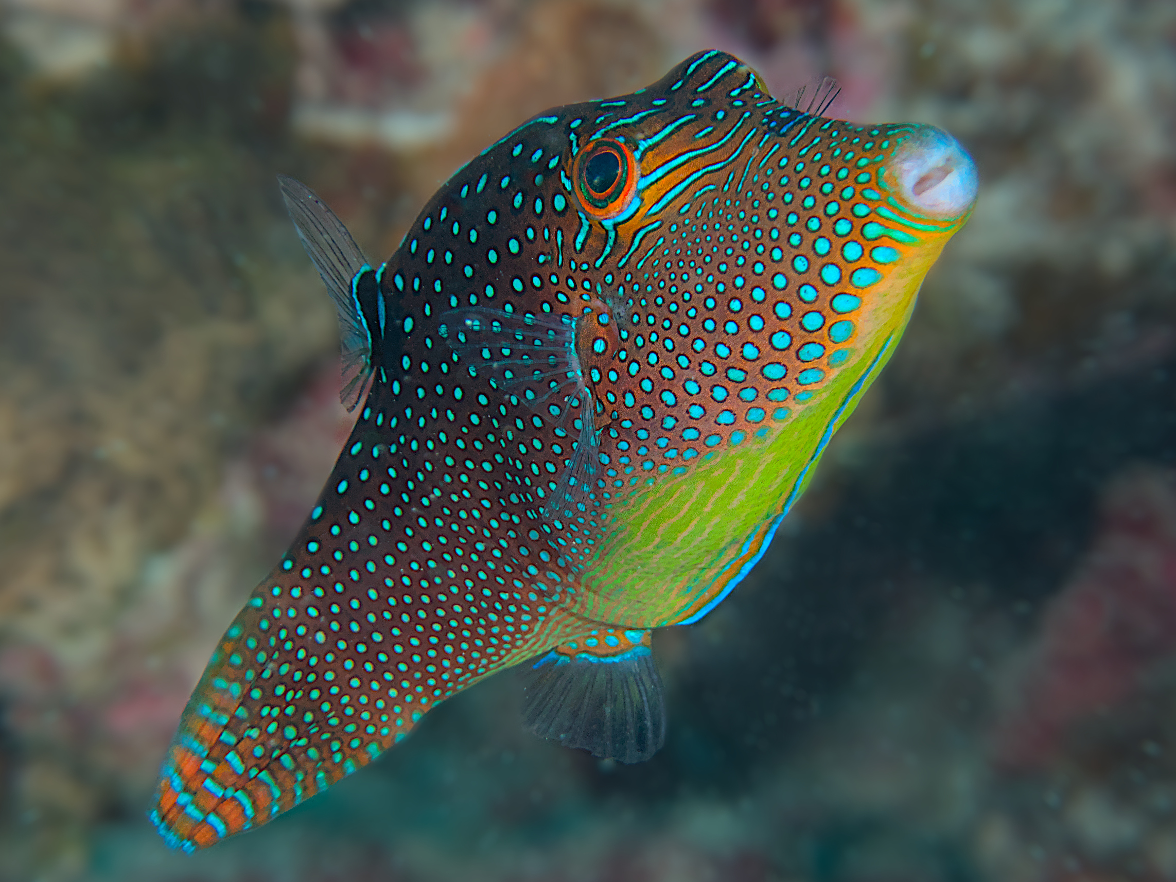 Solander's Toby - Canthigaster solandri