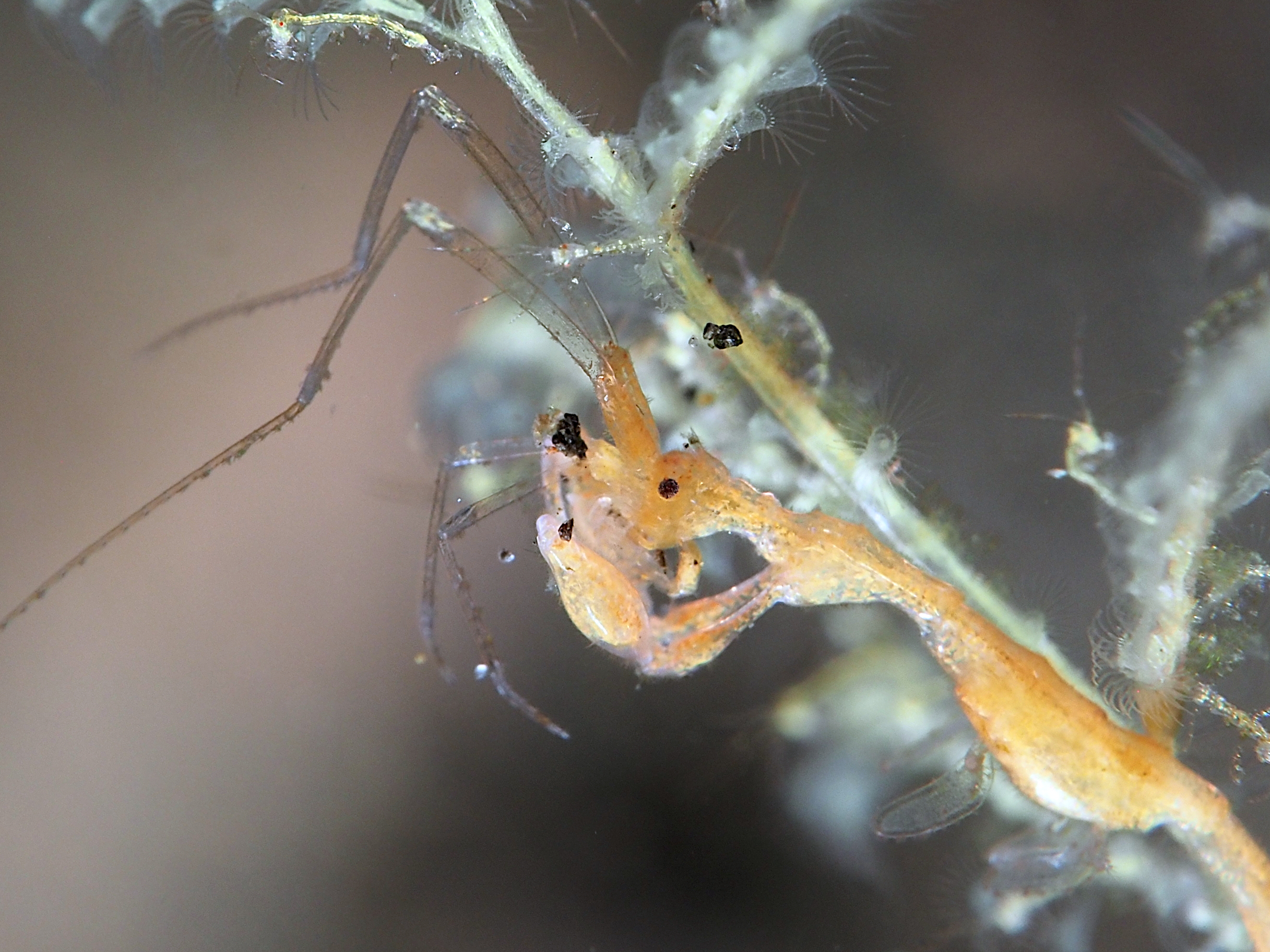 Caprella spp. - Caprella spp.